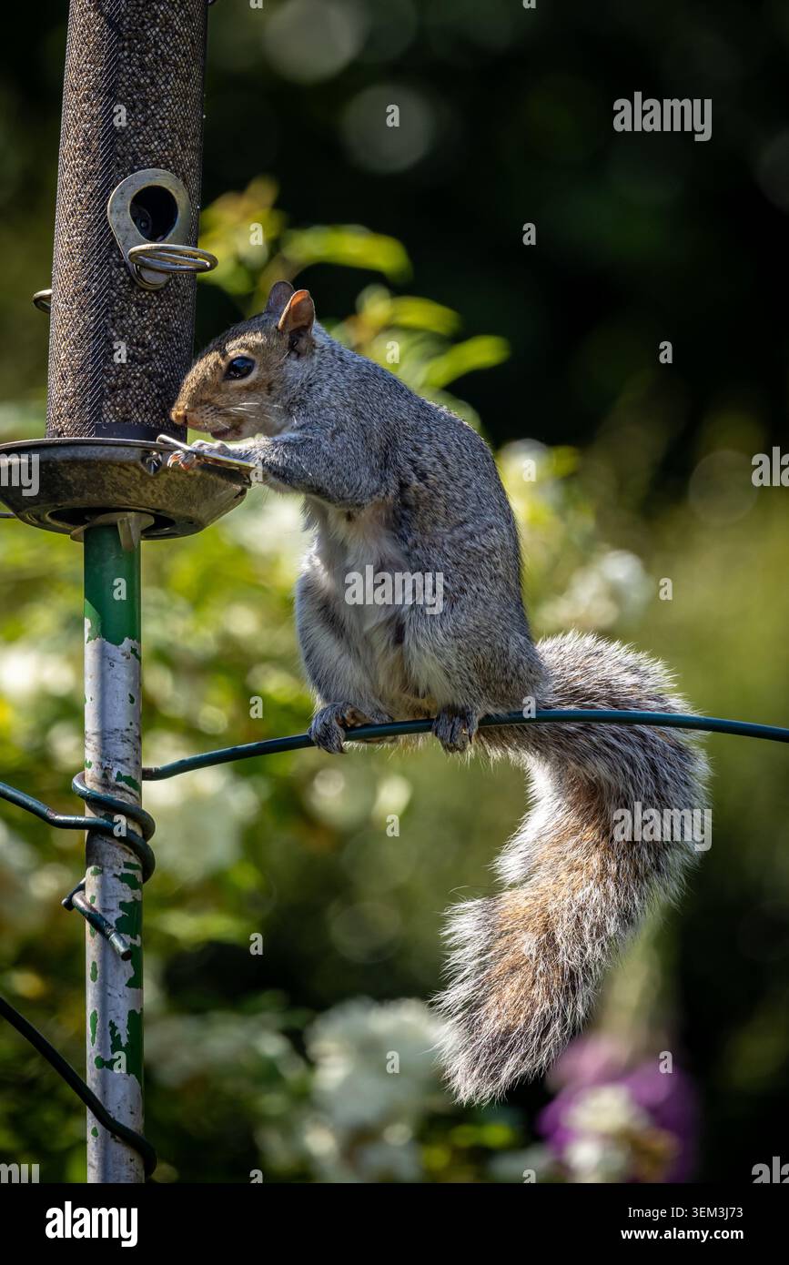 Ein graues Eichhörnchen, das in einem Garten Nahrung sammelt, mit geringer Schärfentiefe Stockfoto