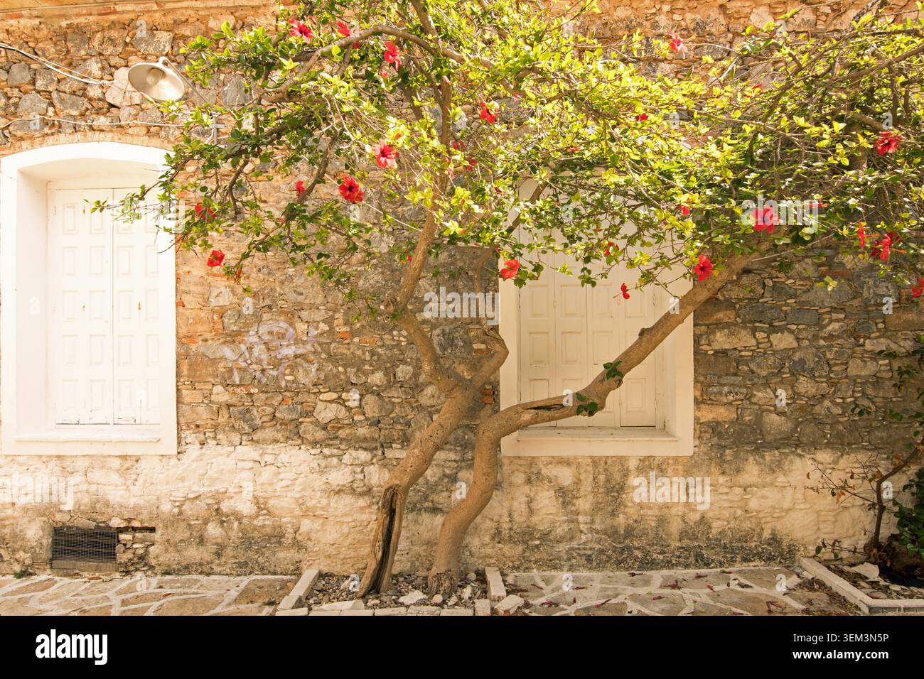 Roter Hibiskusbaum mit blühenden Blumen vor einer traditionellen rustikalen Steinmauer, weißen Holzläden in Karlovasi, Samos Stockfoto