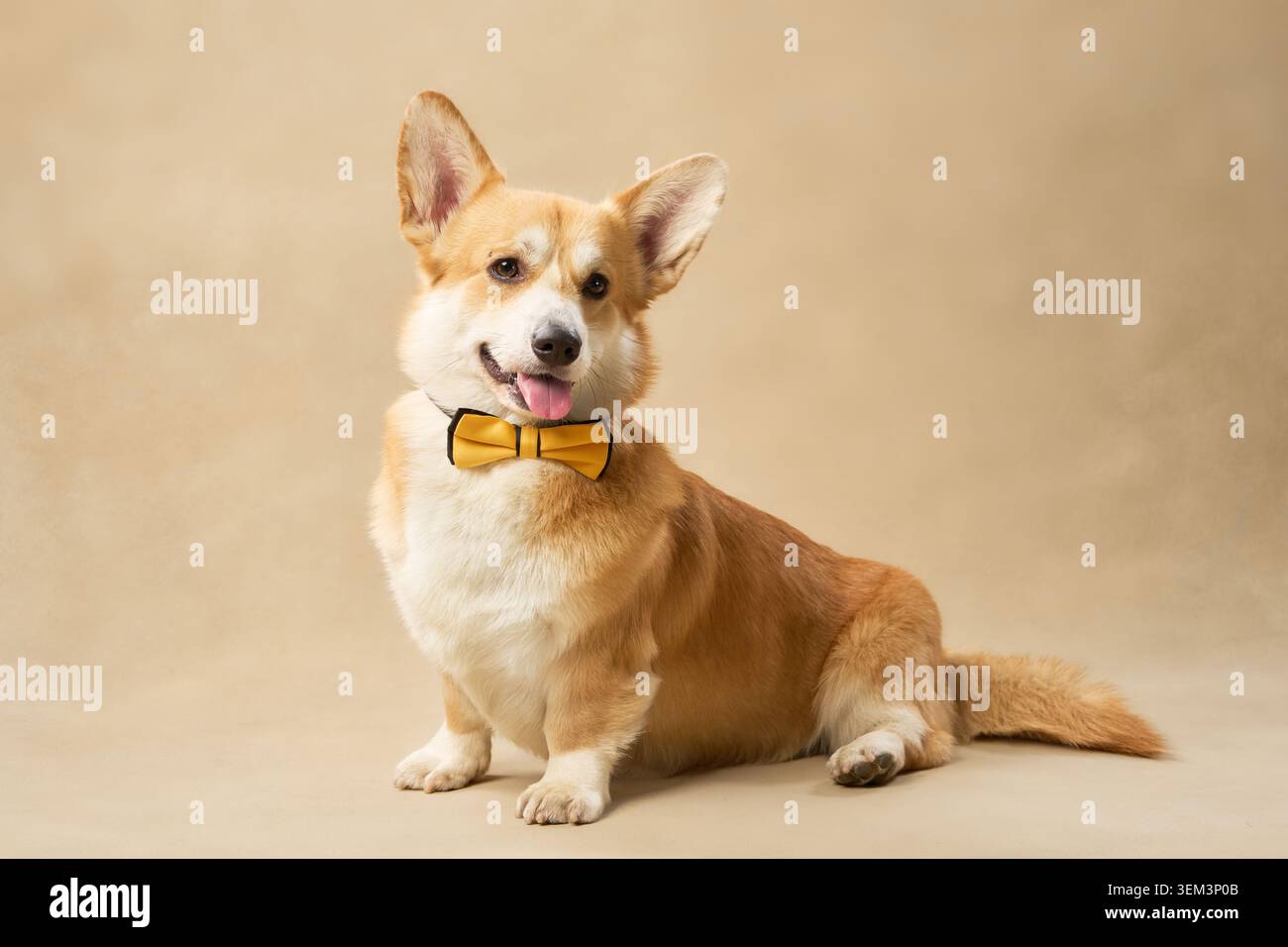 Der Hund zeigt nach vorne, die Zunge leicht nach außen, sitzt auf einem warmen Boden mit sanfter Beleuchtung. Stockfoto