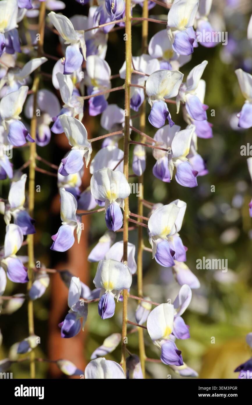 Wisteria floribunda „Texas Falls“. Nahaufnahme erbsenartiger Glyzinien-Blüten mit weißem Oberteil, lilafarbenem Unterteil und gelbem Auge. Im Frühjahr. Stockfoto