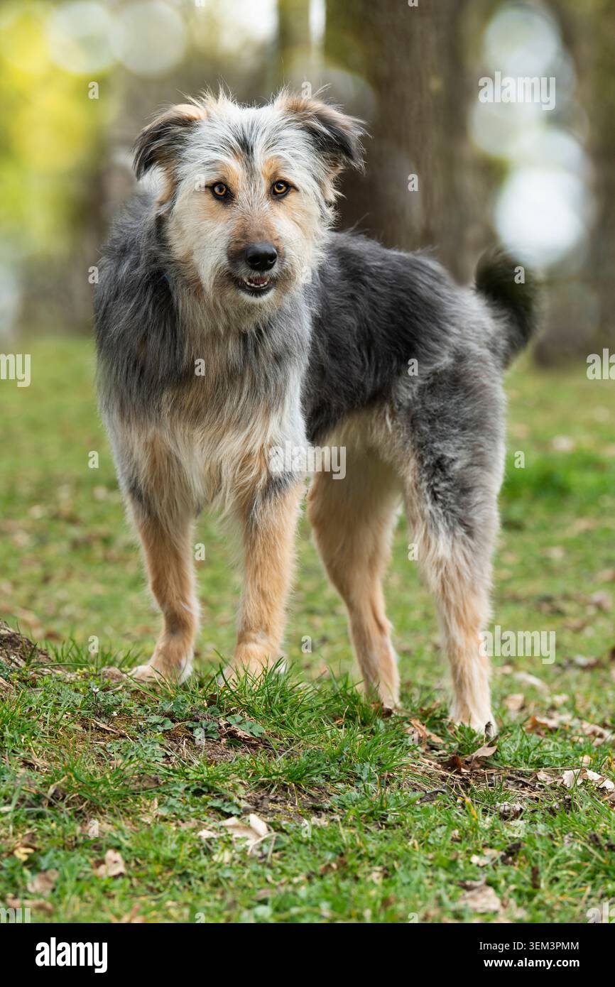 Großer Mischhund auf einer Herbstwiese Stockfoto