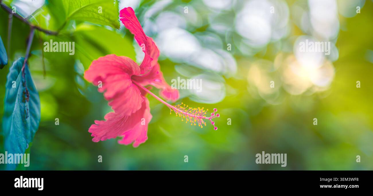 Roter Hibiskusblüte, die sich öffnet, mit verträumtem grünem Bokeh im tropischen Garten, Nahaufnahme. Lebendige exotische Blütenblätter. Blumenblüte Natur Sommerpflanze sonnig Stockfoto