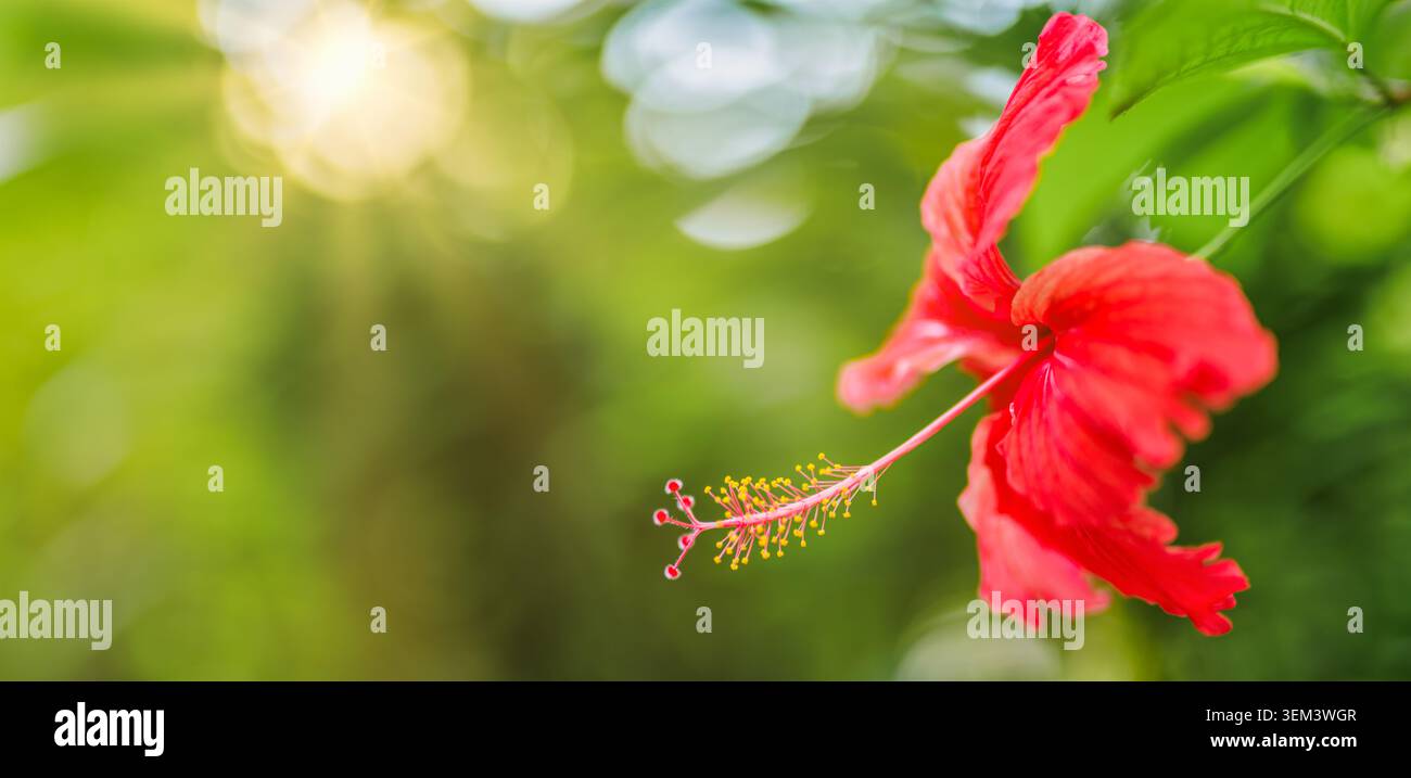 Roter Hibiskus, der von warmem Sonnenlicht hinterleuchtet wird, mit weichem grünem Bokeh in einem tropischen Garten. Lebendige exotische Blüte. Blumennatur Sommerpflanze sonnige Nahaufnahme Blütenblätter Stockfoto