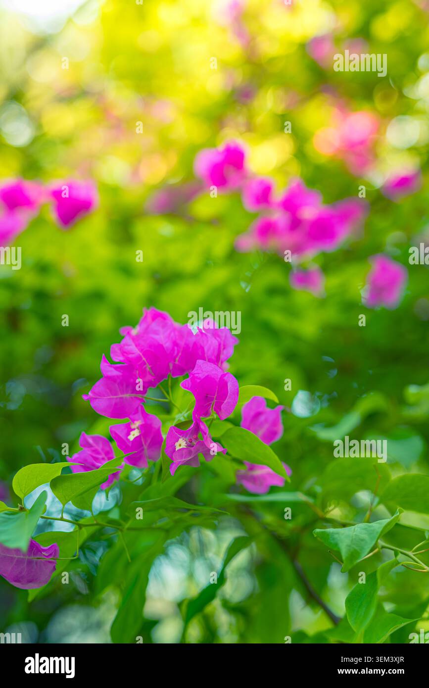 Rosa magentafarbene Bougainvillea-Blüten an einer tropischen Pflanze mit grünen Blättern im Garten. Helle Blütenblüte Nahaufnahme. Blumen Natur Sommerpflanze farbenfroh Stockfoto