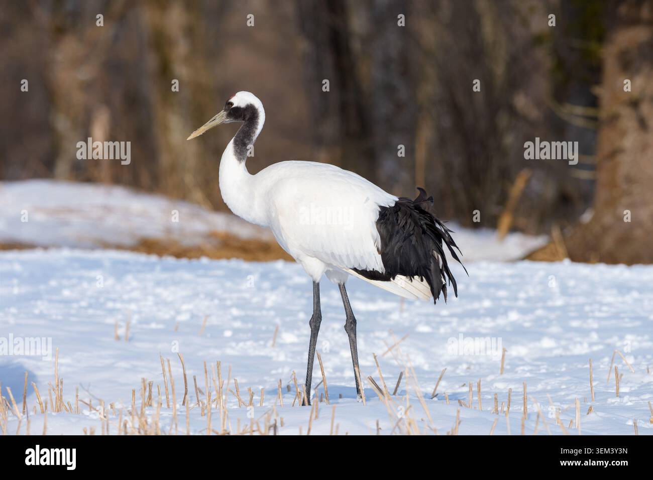 Erwachsener Rotkräne, der auf einem verschneiten Winterfeld steht Stockfoto