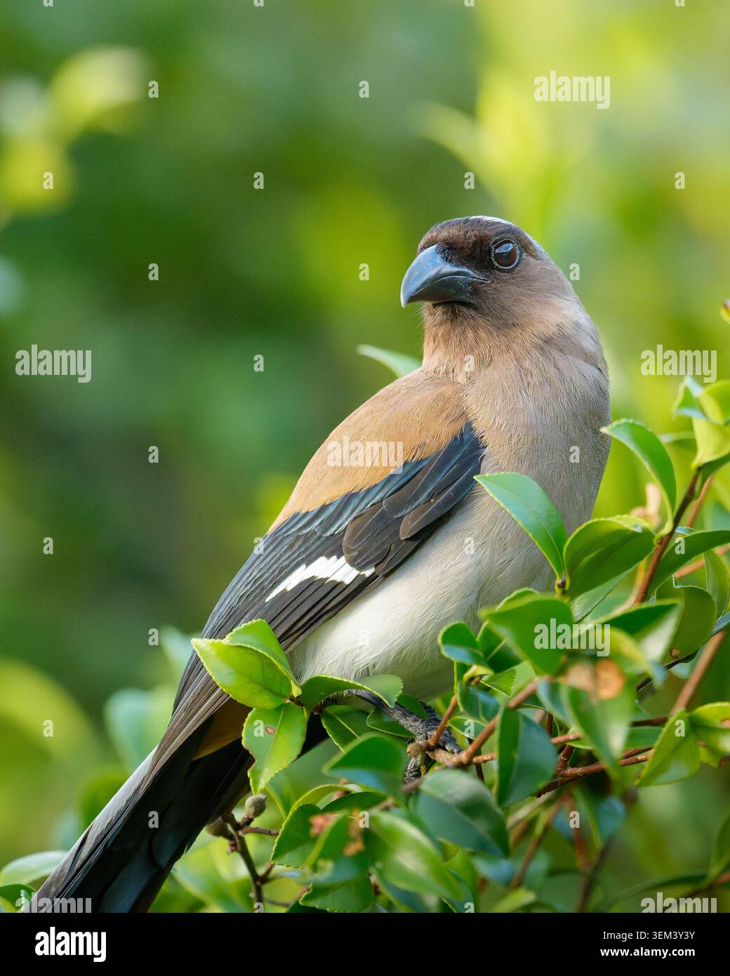 Grauer Baumwipfel Dendrocitta formosae formosae auf einem Blattzweig aus nächster Nähe Stockfoto