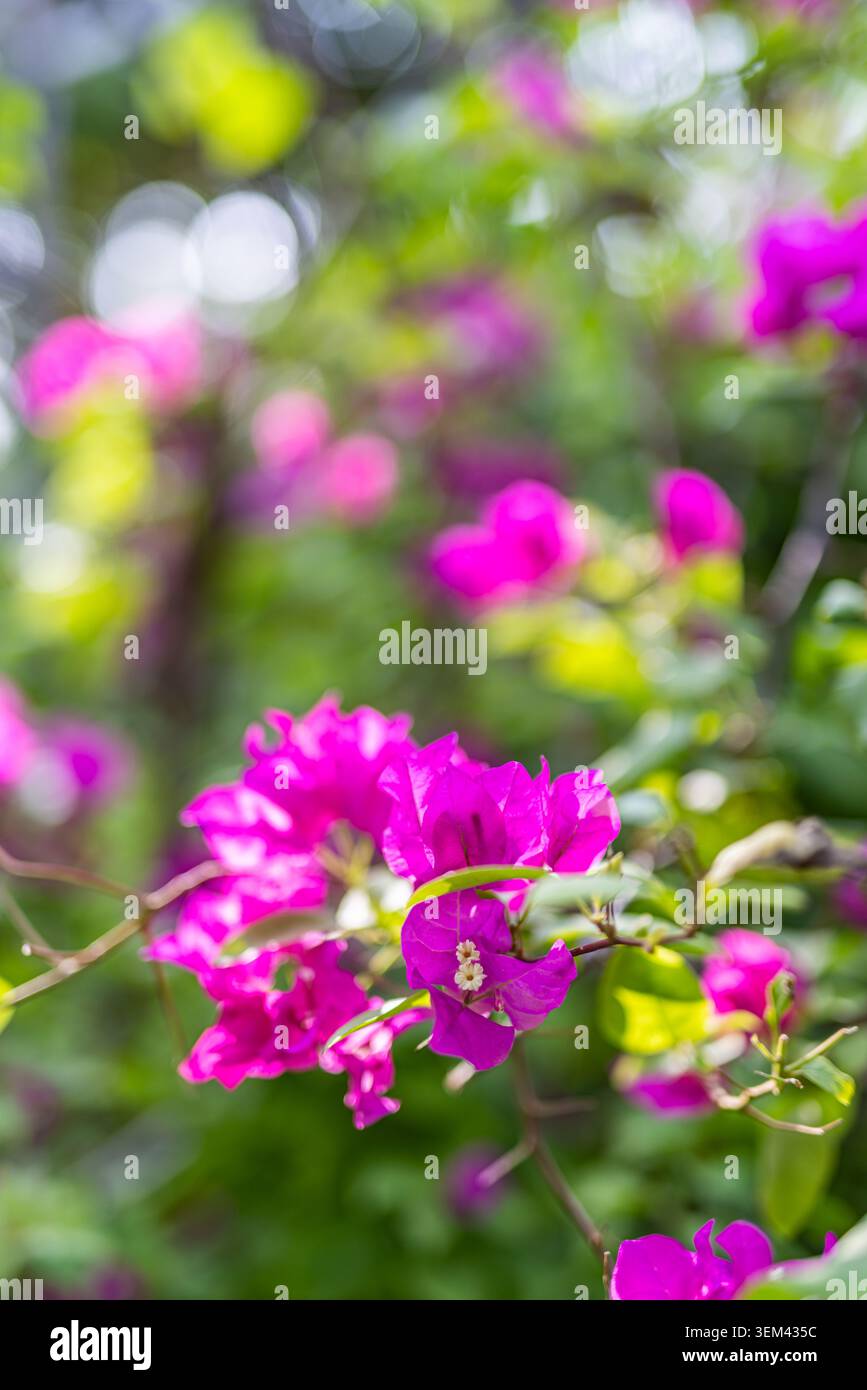 Helle rosa Bougainvillea-Blüten blühen auf grüner tropischer Pflanze im Garten. Lebendiger magentaflorales Nahbild. Blütenblüte Natur Sommer farbenfroh Stockfoto
