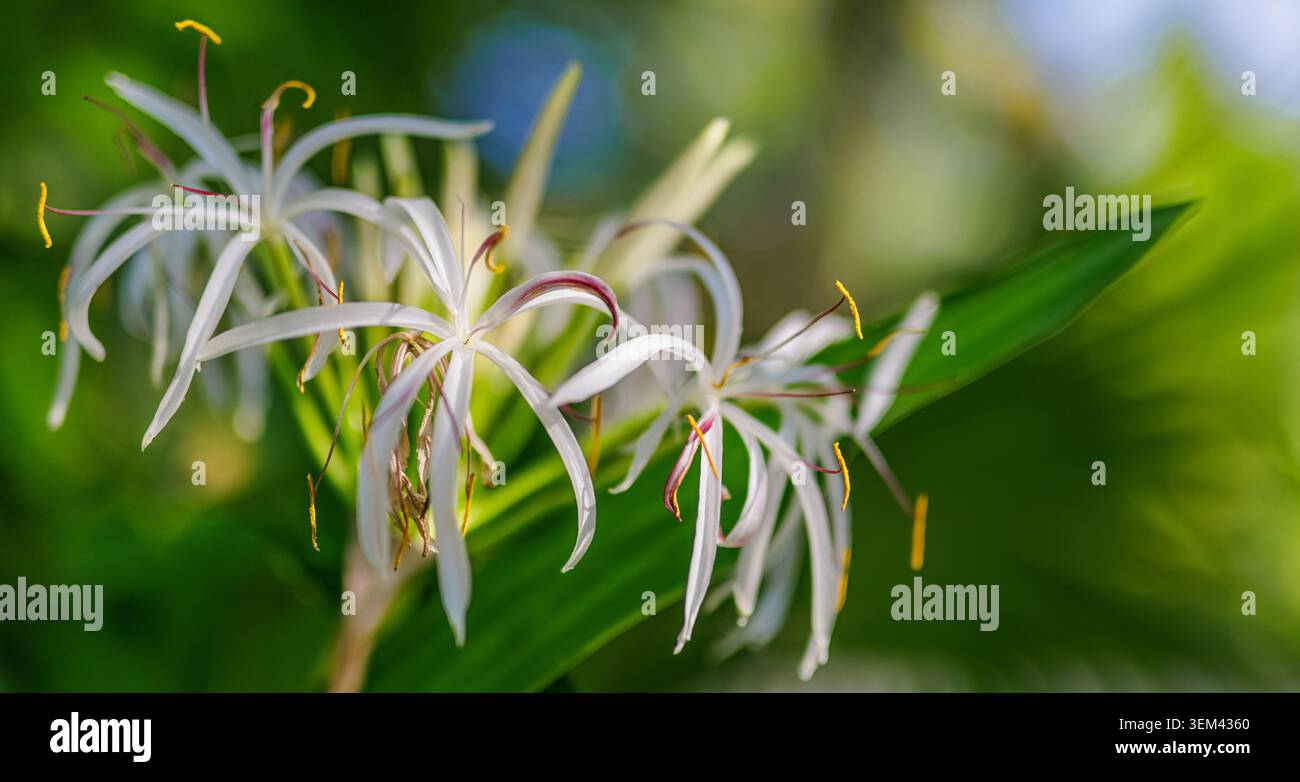 Weiße Spinnenlilien blühen in einem grünen tropischen Garten mit zarten Blütenblättern. Frischer exotischer Blumencloseup. Blütenblüte Natur Sommerpflanze Stockfoto
