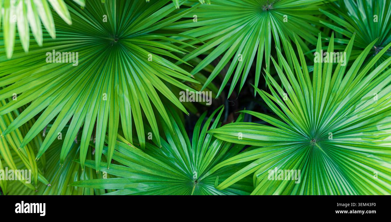 Dichte grüne Dschungelvegetation mit blättrigen tropischen Fächerpalmenwedeln im Nahaufnahme. Frisches exotisches Pflanzengrün Detail. Naturlaub botanisches Sommerwachstum Stockfoto