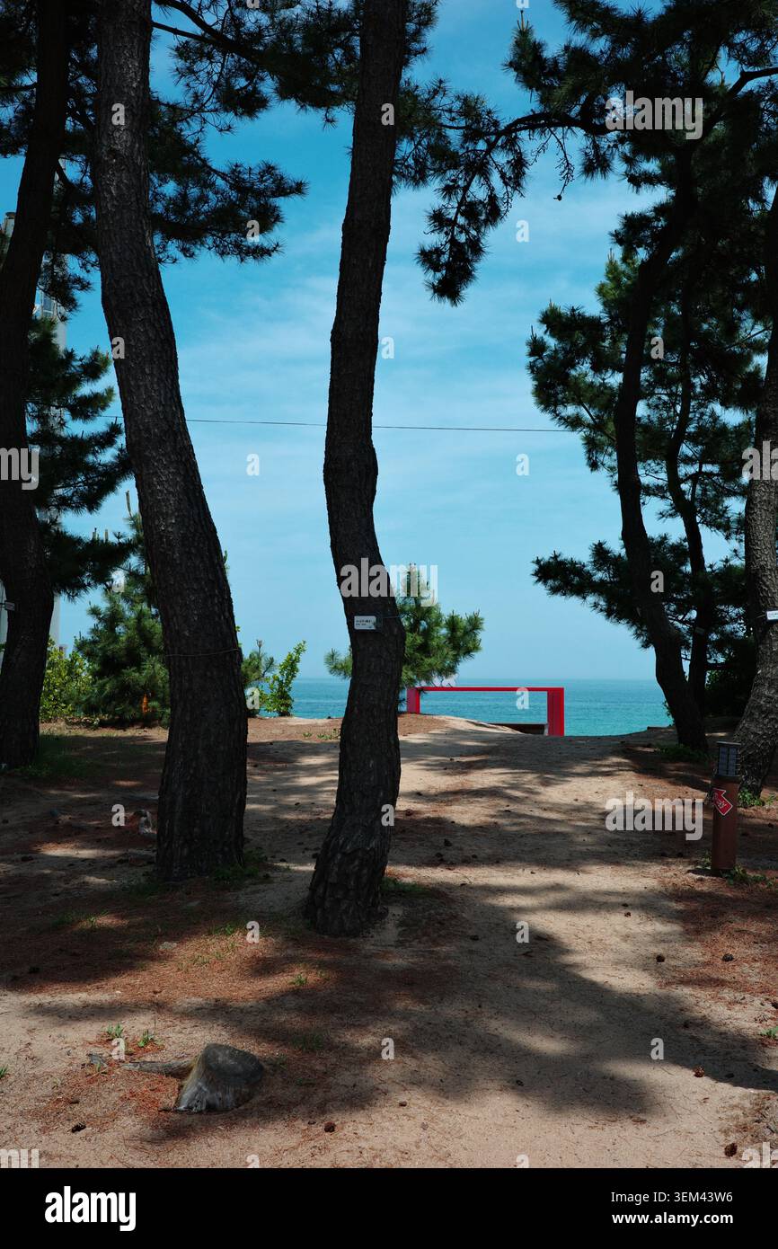Pinienwald-Pfad führt zu einer Kunstinstallation mit rotem Rahmen und Blick auf die türkisfarbene Ostsee an einem sonnigen Sommertag in Gangneung, Südkorea. Stockfoto