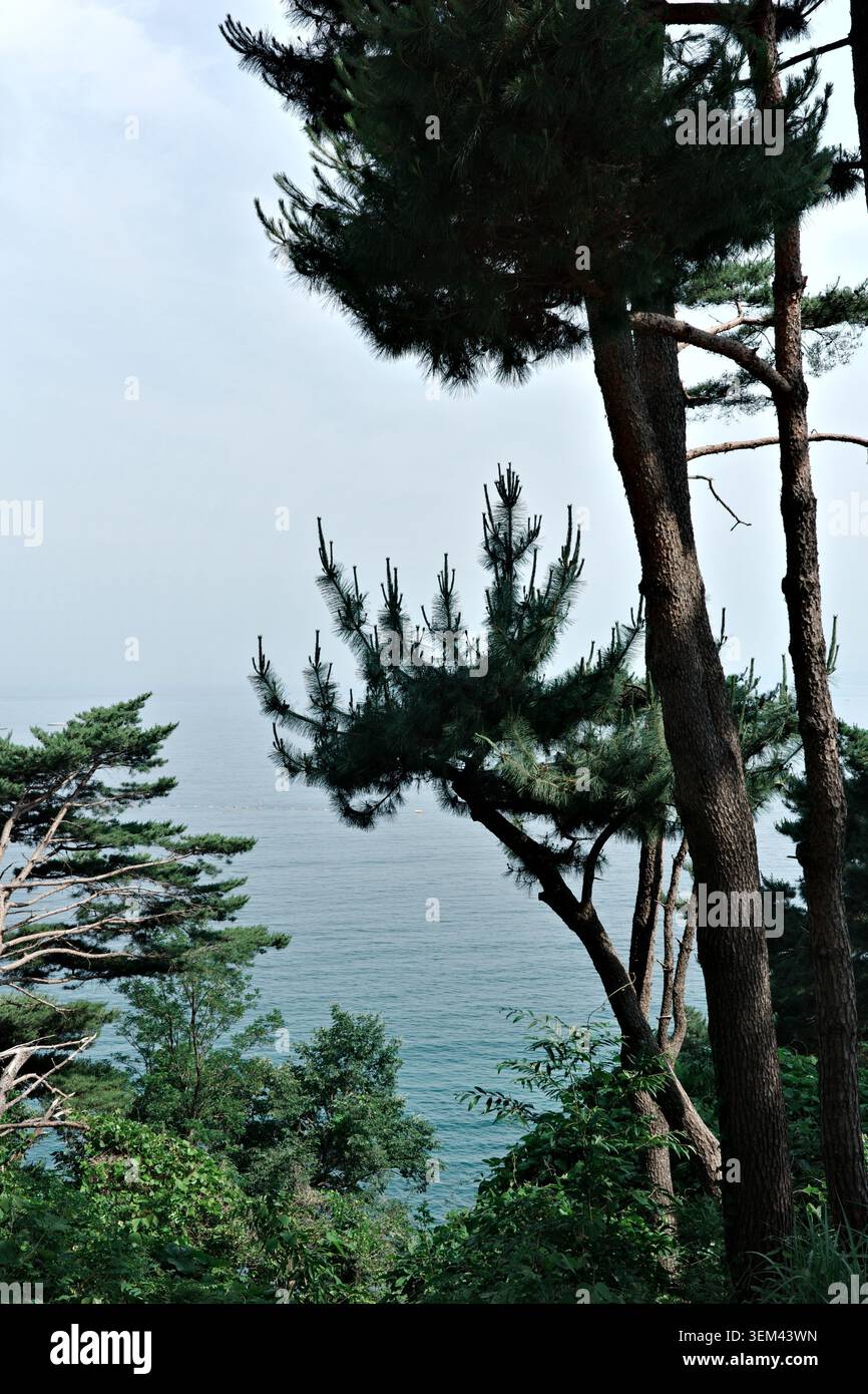 Küstenkiefern, die einen Blick auf das ruhige türkisfarbene Ostmeer unter einem bedeckten Himmel in Gangneung, Südkorea, bieten. Stockfoto