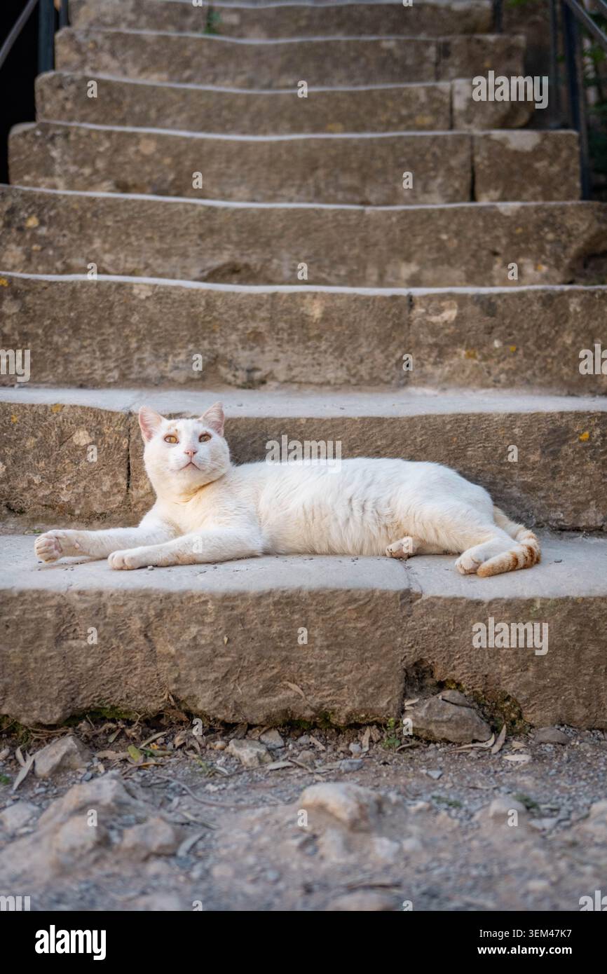 Eine weiße Katze liegt auf einer Treppe Stockfoto
