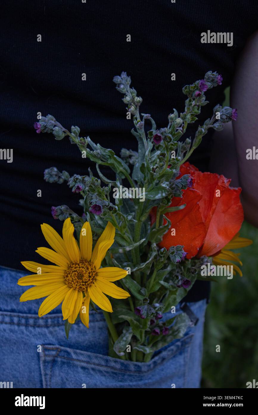 Wildblumen Versteckt In Denim Back Pocket Stockfoto