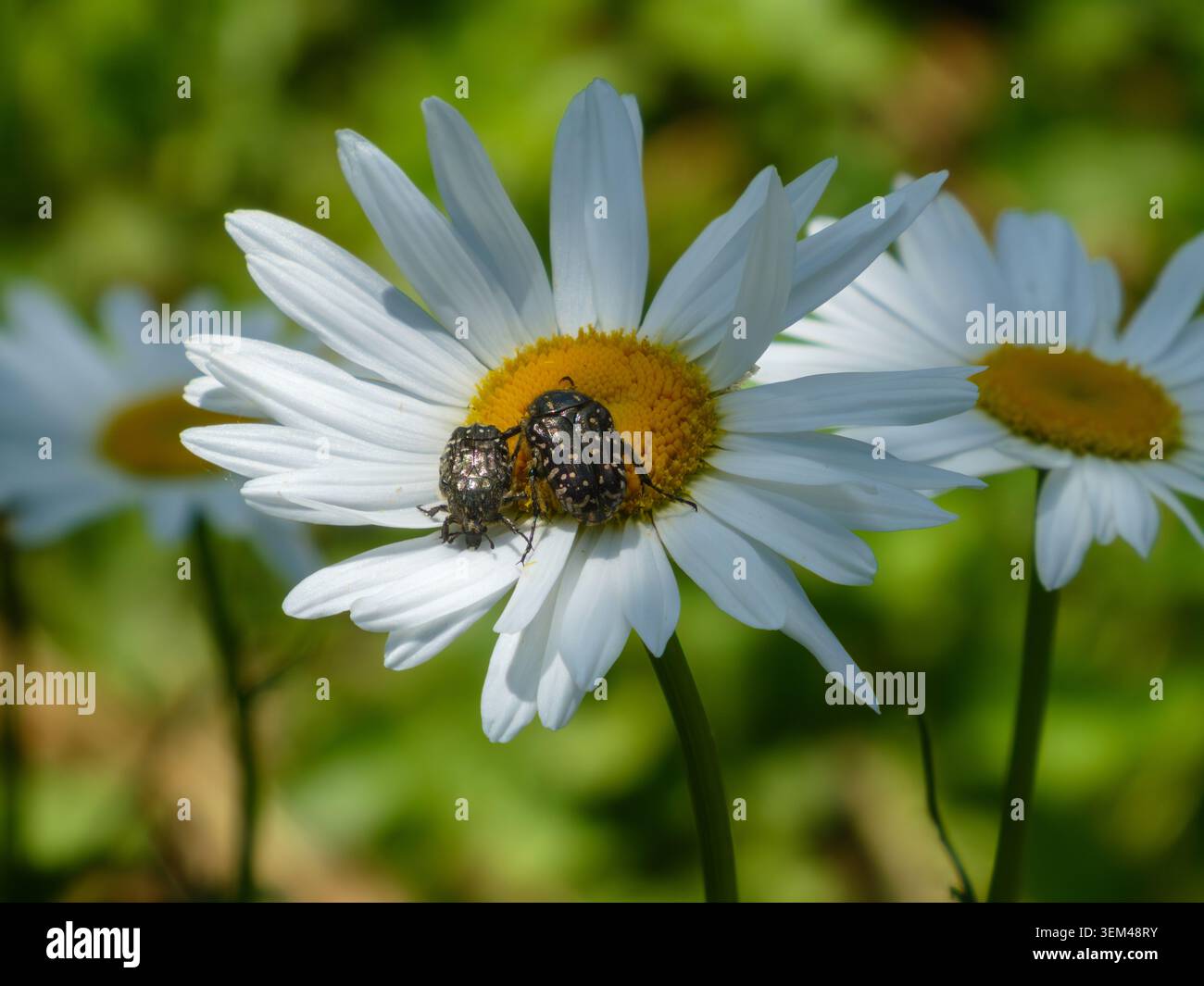 Zwei Oxythyrea funesta weiß gefleckte Käfer, die sich von gänseblümchenflo ernähren Stockfoto