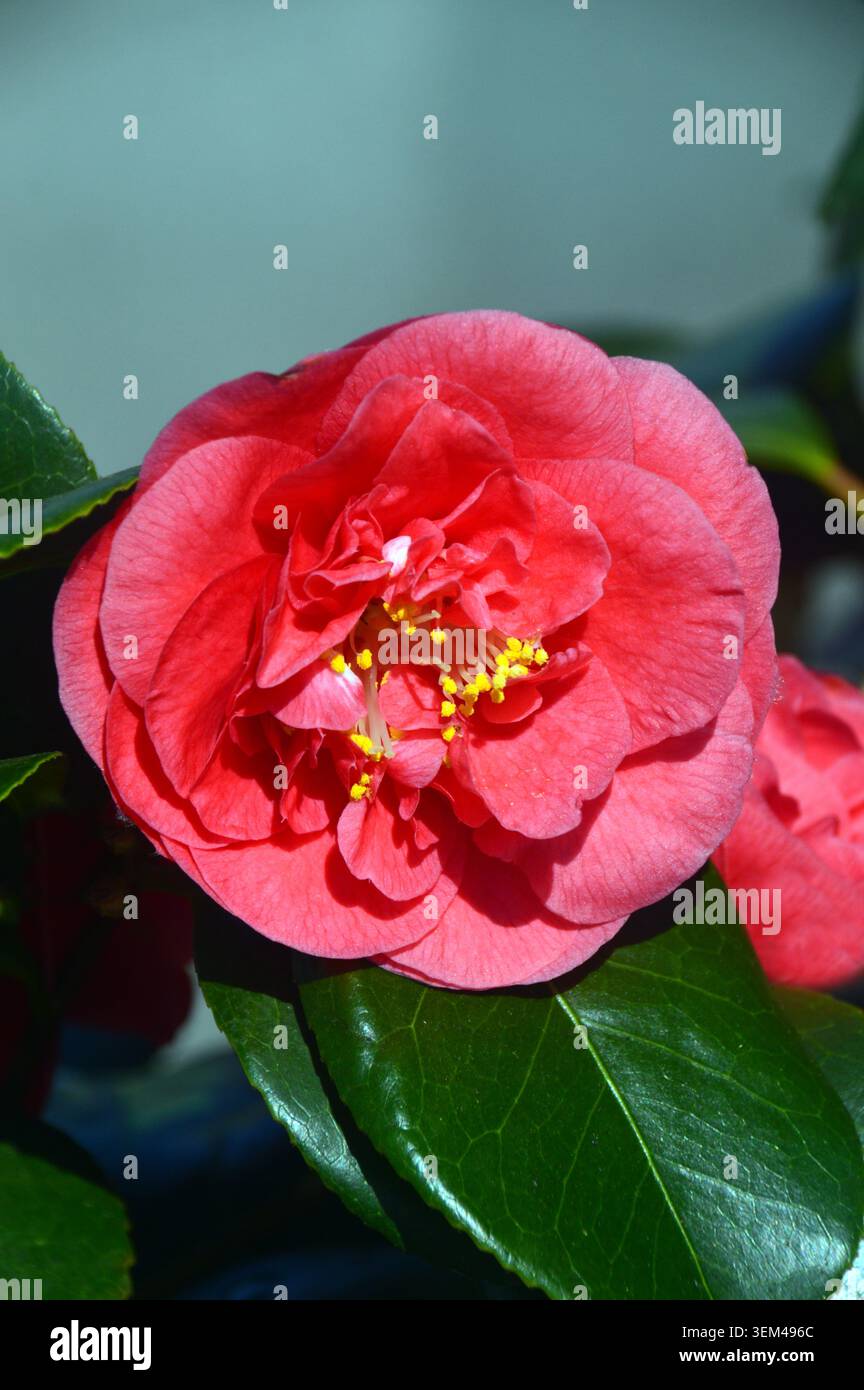 Single Red Camellia Japonica „Lady Campbell“ Doppelblume, die in den Grenzen von RHS Harlow Carr, Harrogate, Yorkshire, England, Vereinigtes Königreich angebaut wird. Stockfoto