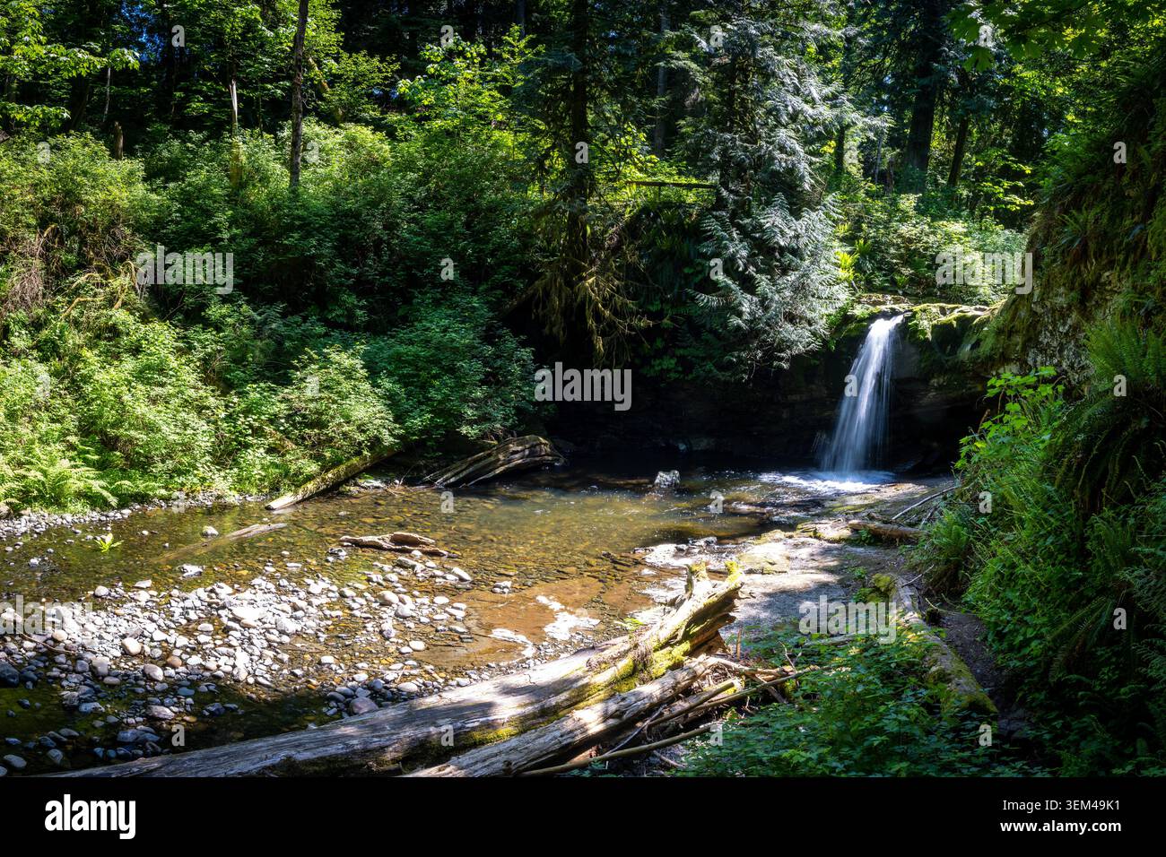 Kleiner Wasserfall, der in einen Forest Creek mündet, umgeben von üppigen Bächen Stockfoto