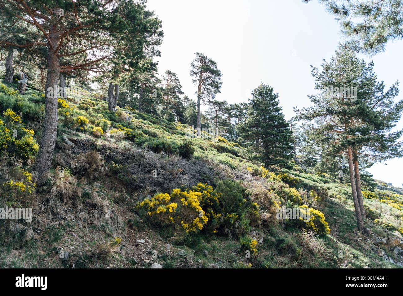 Kiefernwald auf einem steilen Hügel mit gelben Wildblumen Stockfoto