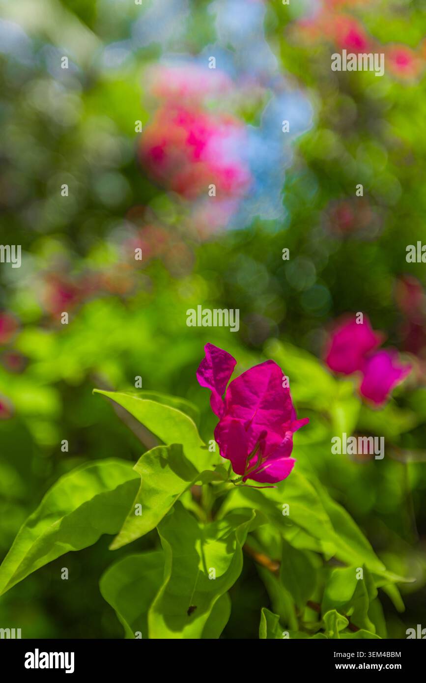 Vertikale Nahaufnahme von rosa Bougainvillea-Blüten, grüne Blätter mit weichem Bokeh, tropische blühende Pflanze im Porträtformat, farbenfroher exotischer Gartennaturdetail Stockfoto
