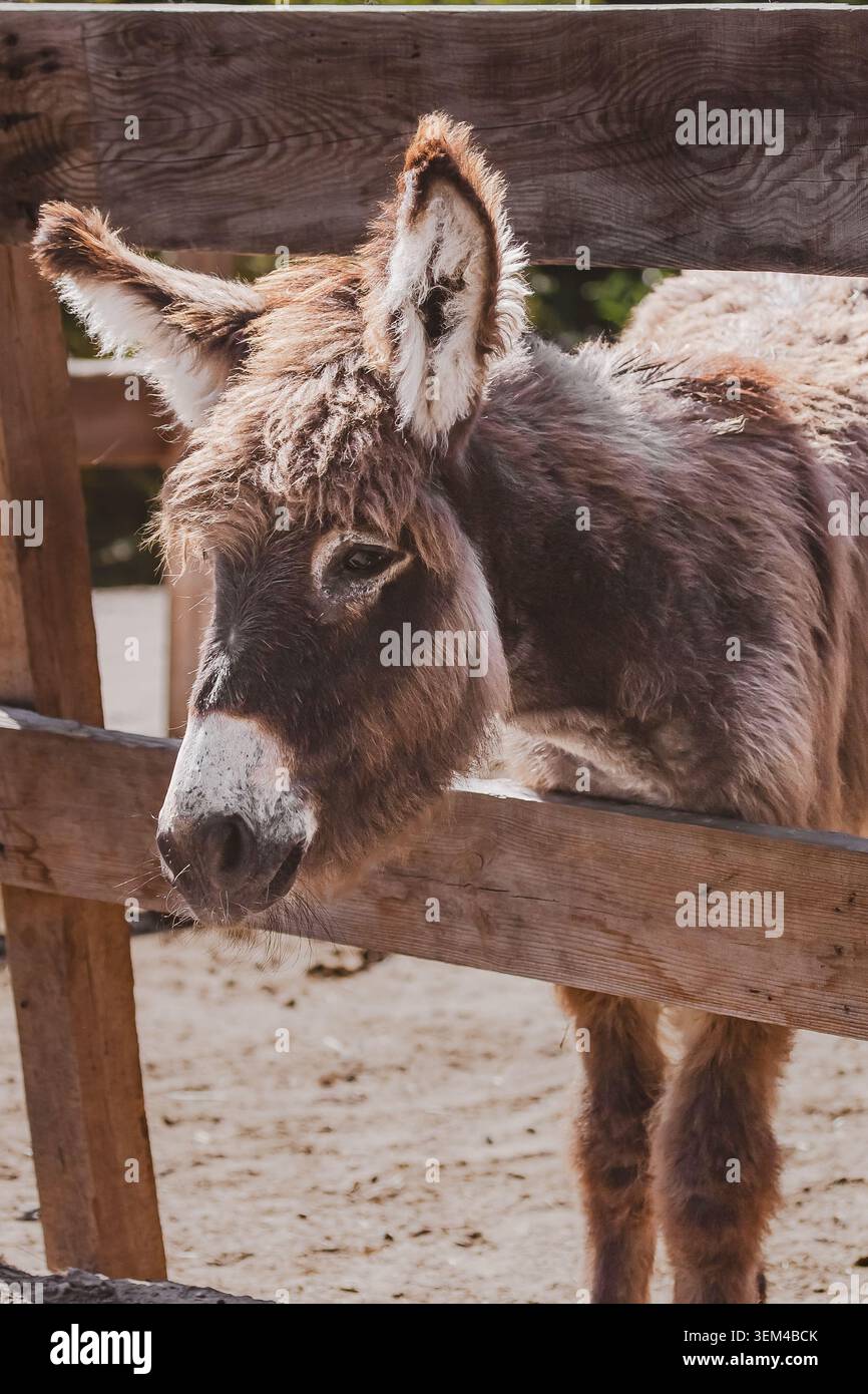 Freundlicher Esel auf der Öko-Farm. Eselfarm. Tiermotive. Tiertherapie. Huftiere. Streichelzoo. Ländliche Landschaft. Grüner Tourismus. Stockfoto