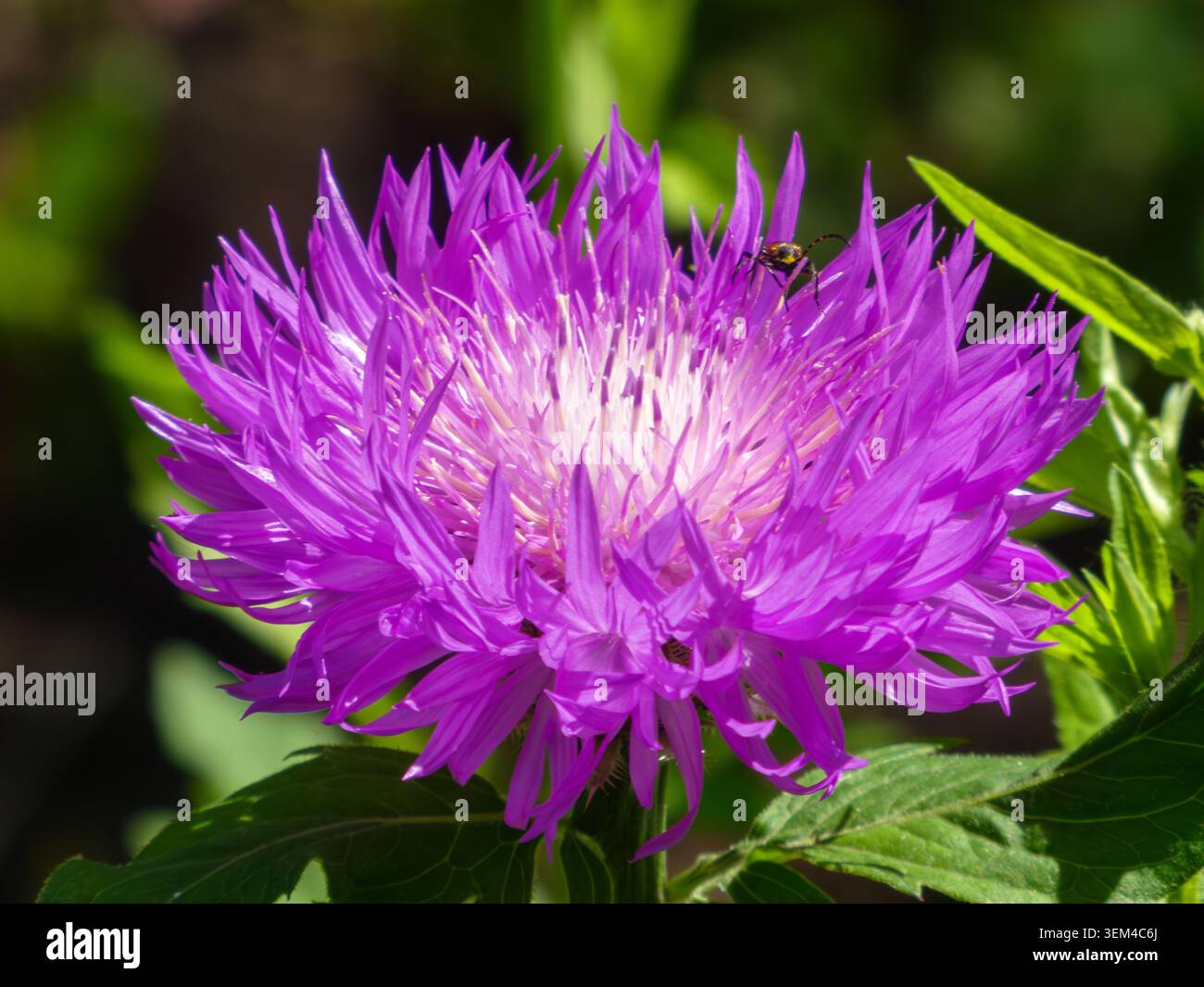 Violette Knapweed Blume mit kleinem Käfer auf Blütenblättern Makroaufnahme Stockfoto