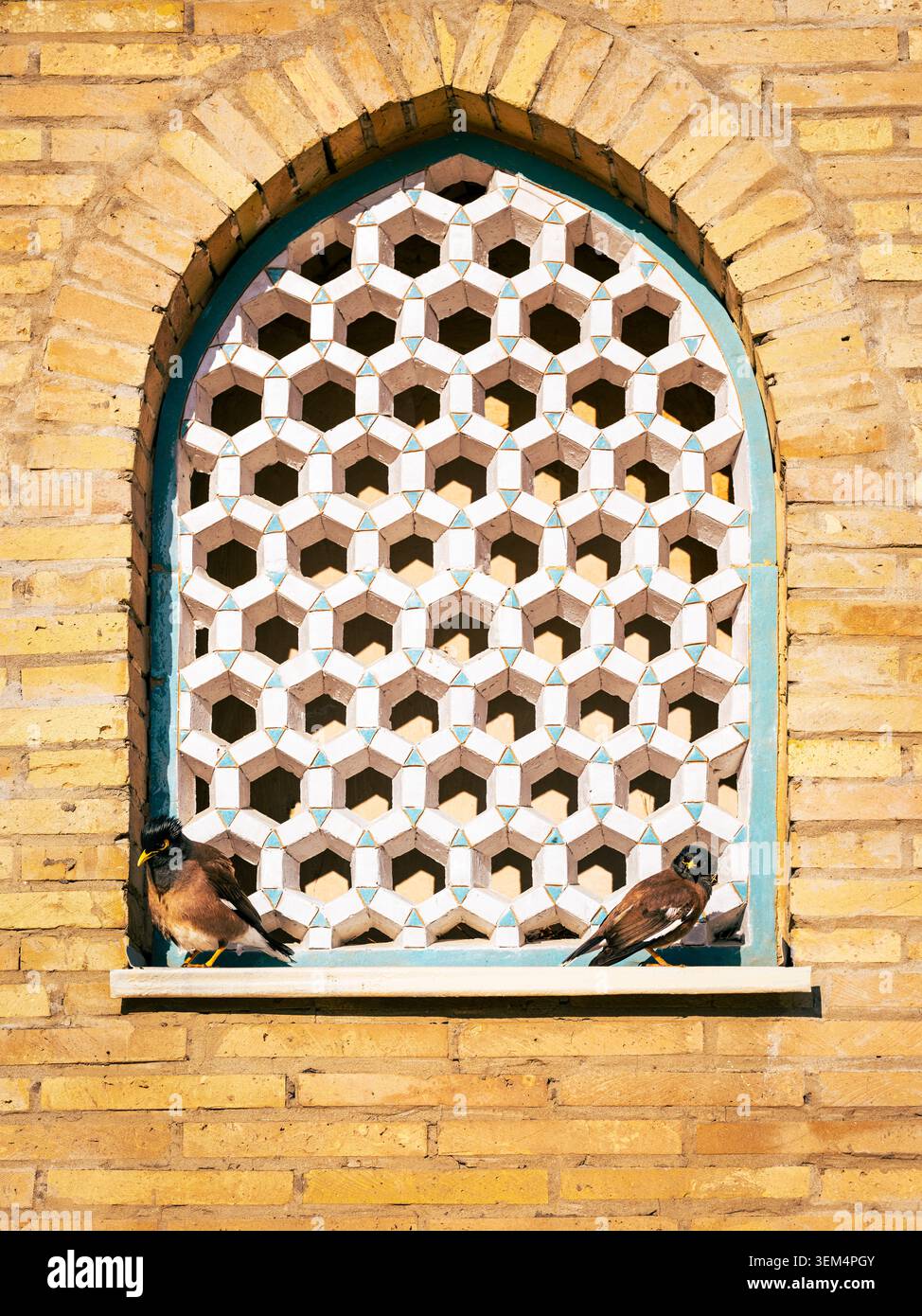 Zwei gewöhnliche Myna-Vögel sitzen auf einem türkisfarbenen hölzernen Fensterrahmen mit weißem geometrischem ornamentalem Gittermuster an einer Backsteinmauer in Usbekistan. Stockfoto