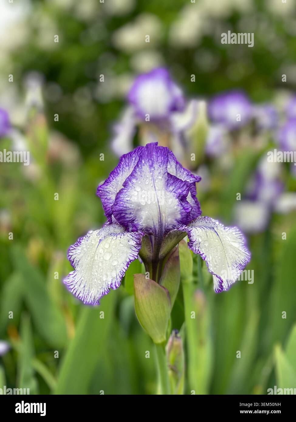 Bärtige Iris „Art Deco“ ist eine hohe bärtige Plicata-Iris mit dunkelvioletten Standards. Die weißen Fälle haben einen dunkelblau-violetten „Näheffekt“ um t - Smartphone-aufgenommenes Stockfoto