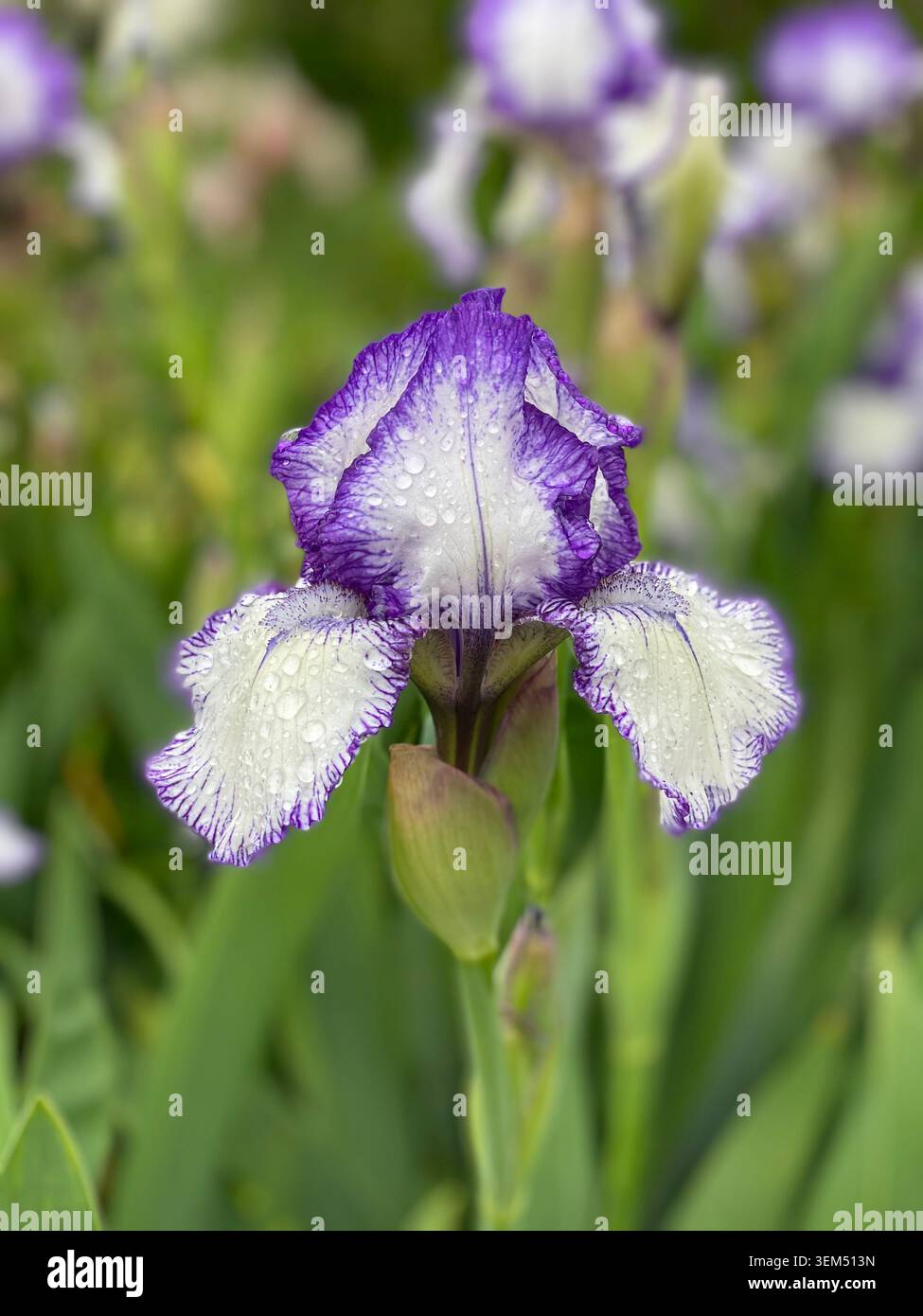 Ist eine hohe bärtige Plicata-Iris mit dunkelvioletten Standards. Die weißen Wasserfälle haben einen dunkelblau-violetten „Näheffekt“ an den Rändern jedes Blütenblatts. - Smartphone-aufgenommenes Stockfoto