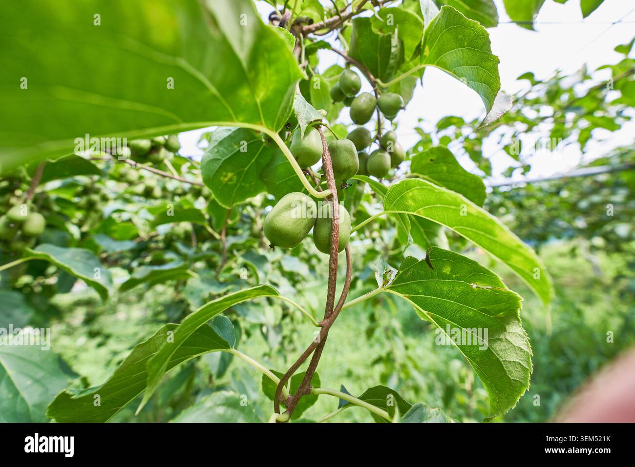 Einheimische koreanische Hardy Kiwis auf der Rebe. Frische grüne Actinidia arguta-Früchte mit Morgentau in einer sonnigen Obstplantage mit weichem Bokeh. Stockfoto