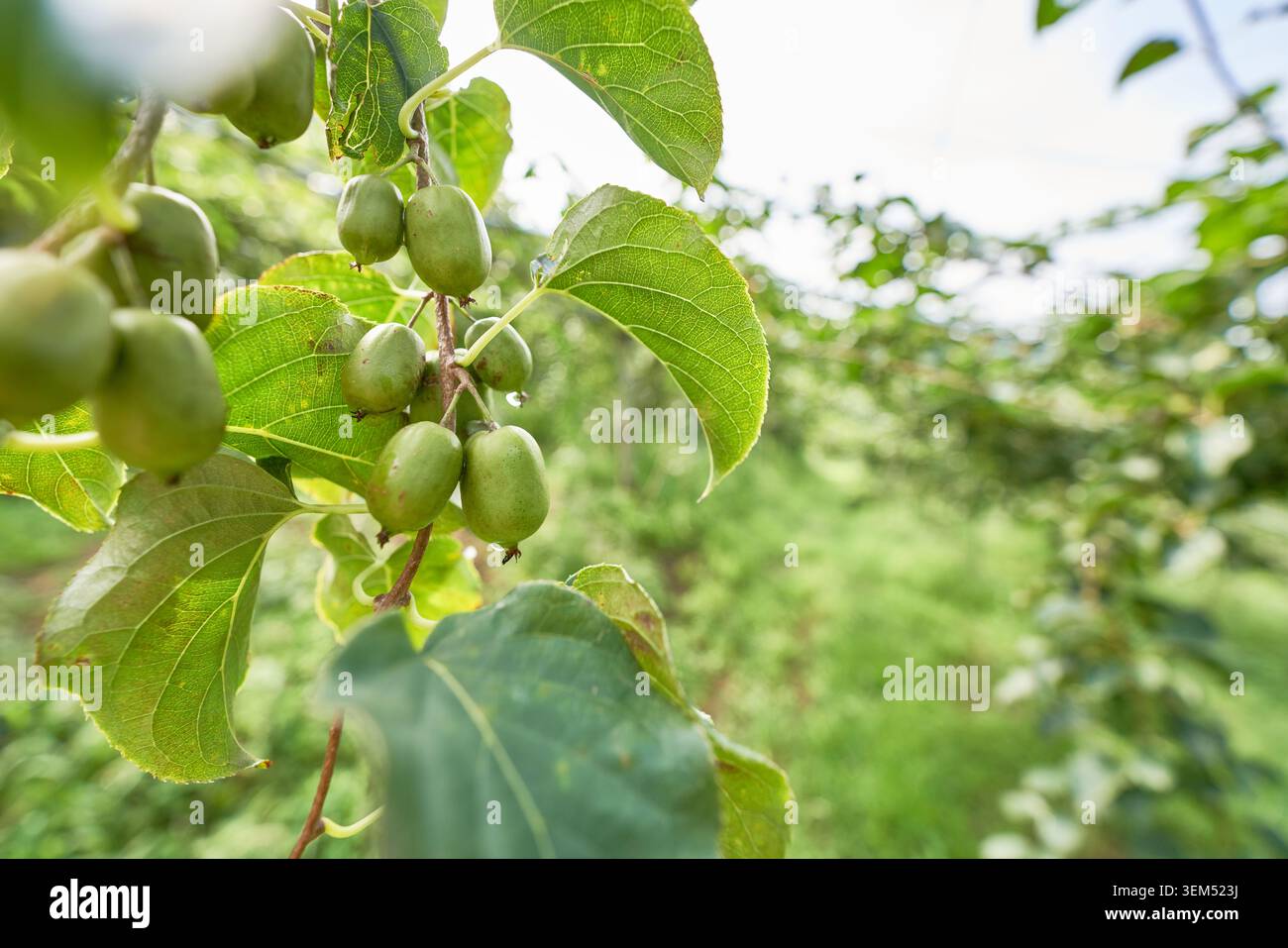 Einheimische koreanische Hardy Kiwis auf der Rebe. Frische grüne Actinidia arguta-Früchte mit Morgentau in einer sonnigen Obstplantage mit weichem Bokeh. Stockfoto