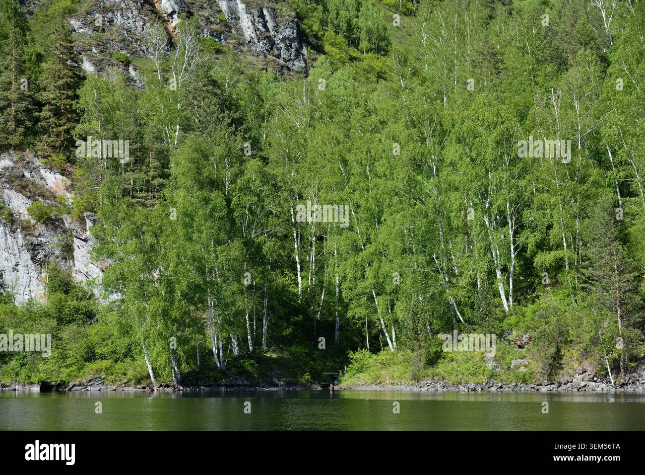 Birkenhain. Die Landschaft des Mainskoye-Reservoir ist ein künstliches Reservoir am Yenisei-Fluss in Khakassia, das unmittelbar unterhalb von Sayano-Shushenska liegt Stockfoto