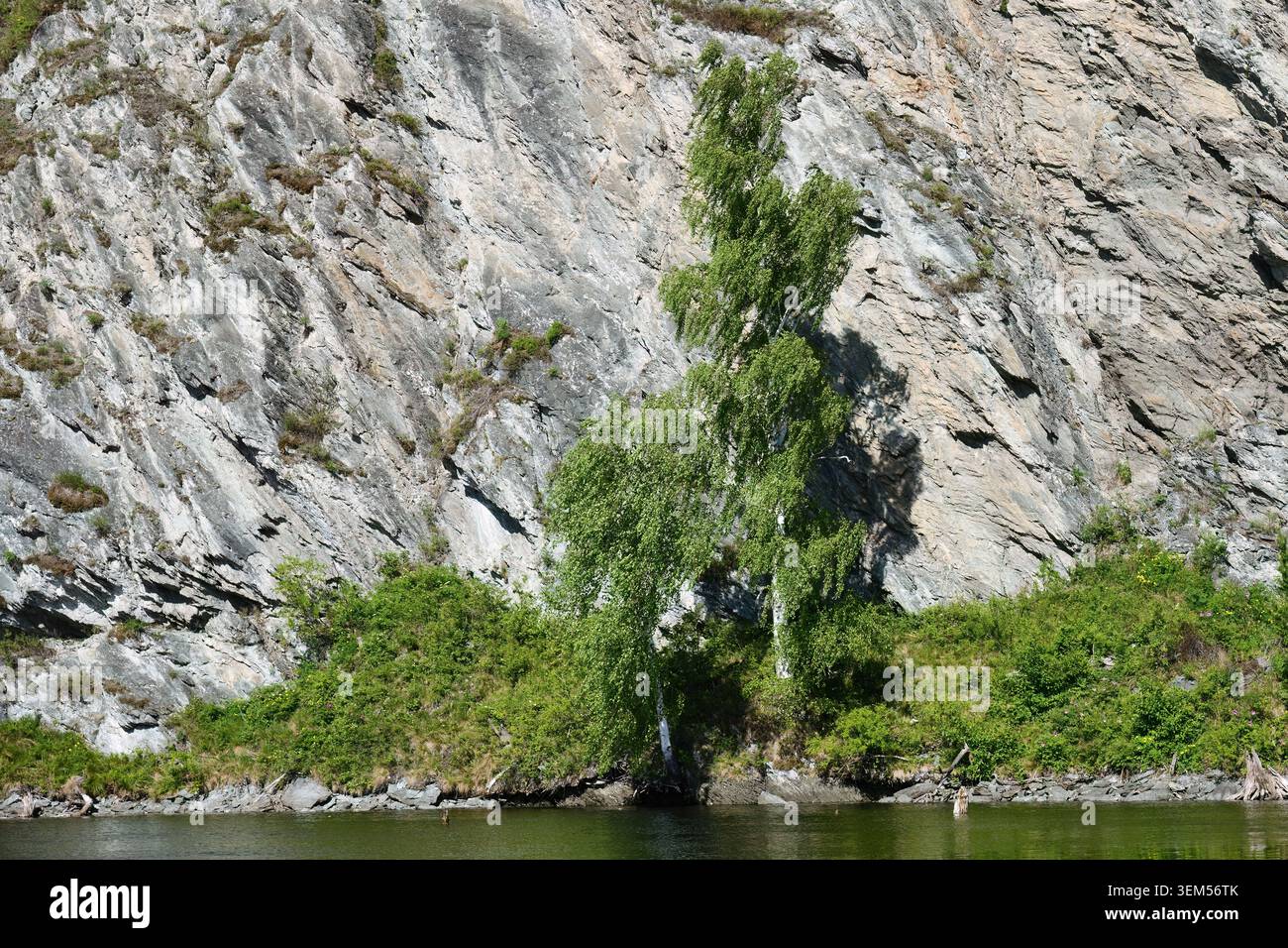 Birke. Die Landschaft des Mainskoye-Reservoir ist ein künstliches Reservoir am Yenisei-Fluss in Khakassia, das unmittelbar unterhalb der Hyd Sayano-Shushenskaya liegt Stockfoto