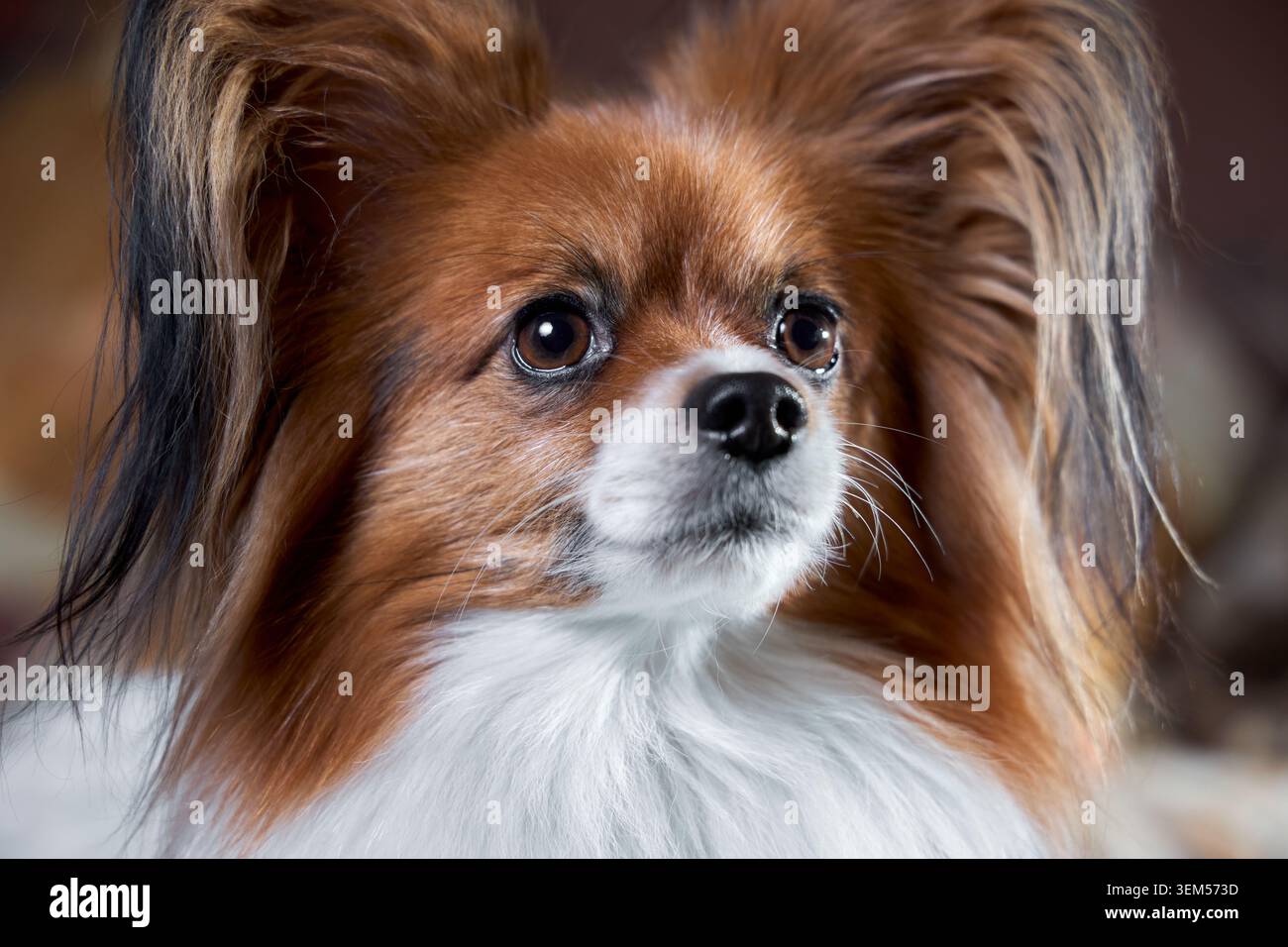 Papillon, eleganter Spielzeughund mit markanten, großen, Schmetterlingsohren, hat ein langes seidiges Fell. Aufmerksame Augen und schwarze Nase heben das zierliche Gesicht hervor. Intel Stockfoto