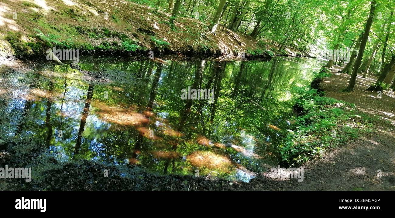Waldbach und Waldlandschaft in Bergense Bos, Bergen, Nordholland, mit Bäumen, Reflexen und saisonalem Laub - Smartphone-aufgenommenes Stockfoto