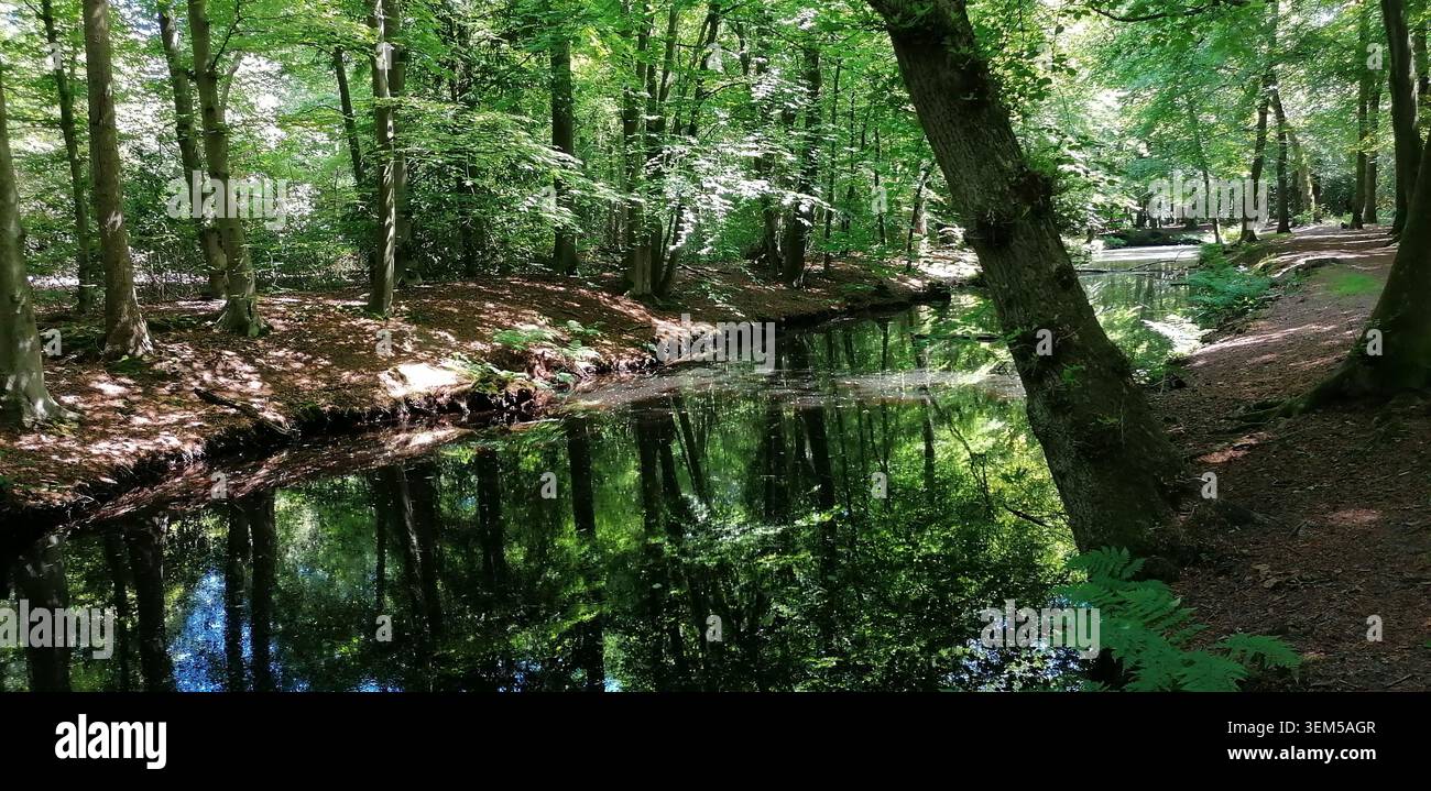 Waldbach und Waldlandschaft in Bergense Bos, Bergen, Nordholland, mit Bäumen, Reflexen und saisonalem Laub - Smartphone-aufgenommenes Stockfoto