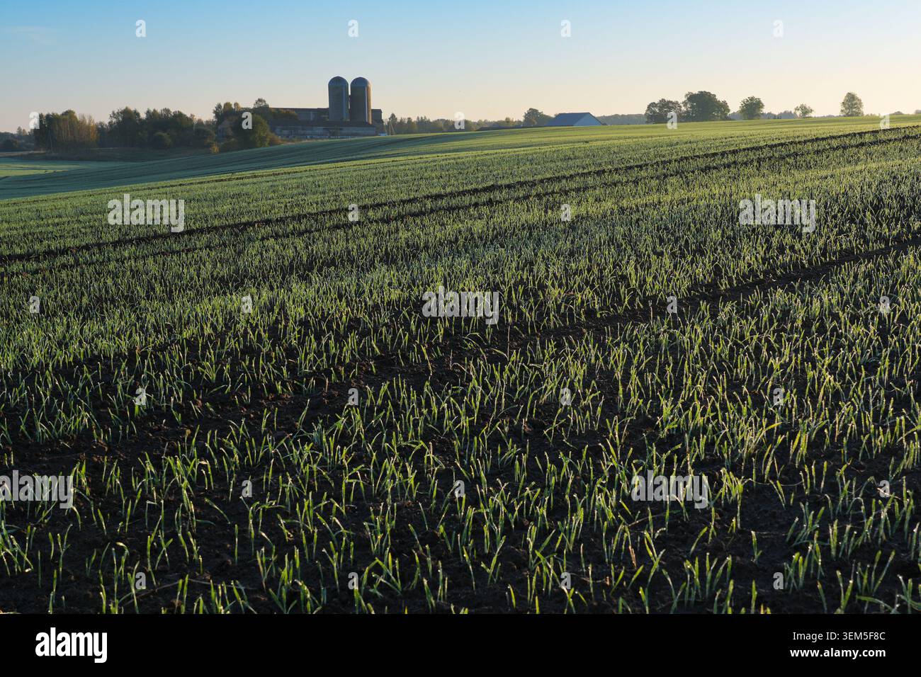 Junge Wintergetreidepflanzen, die bei Sonnenaufgang auf dem landwirtschaftlichen Feld mit Bauernsilos im ländlichen Lettland auftauchen Stockfoto