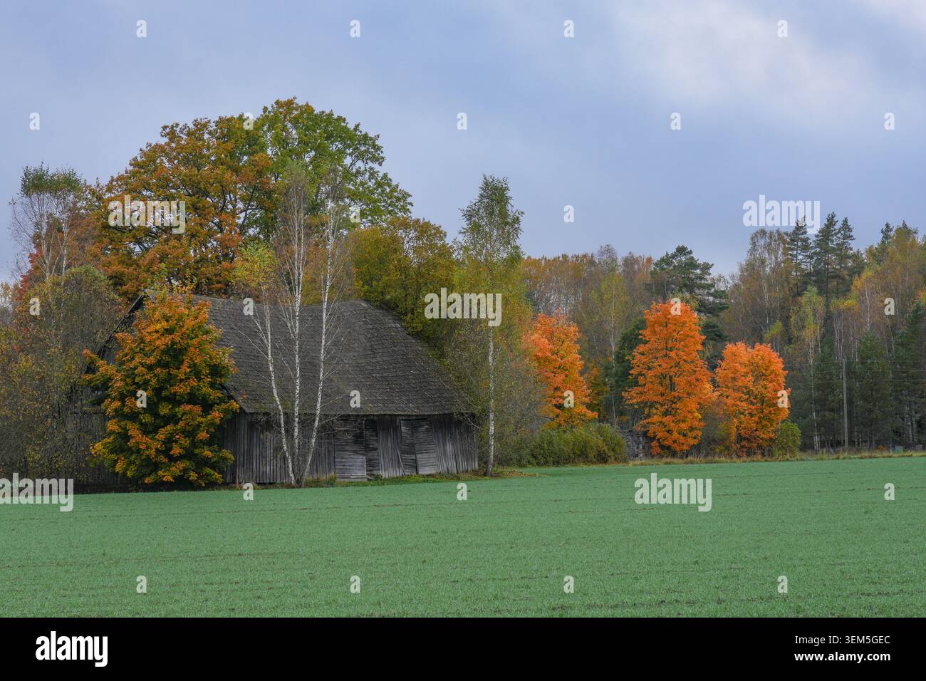 Traditionelle Holzscheune umgeben von Herbstfarben in der Landschaft von Vidzeme, Lettland Stockfoto