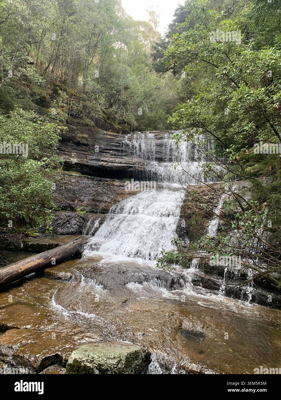 Lady Barron Falls, Mount Field National Park, Wasserfälle, die über mehrschichtige Felsformationen kaskadieren, üppigen gemäßigten Regenwald und australische Wildnis - Smartphone-aufgenommenes Stockfoto