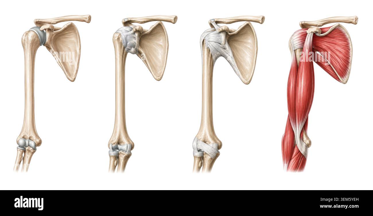 Detaillierte medizinische Illustration der menschlichen Schulteranatomie mit mehrschichtigen Muskel- und Skelettsystemen mit Scapula humerus Sehnen und Oberschenkel Stru Stockfoto