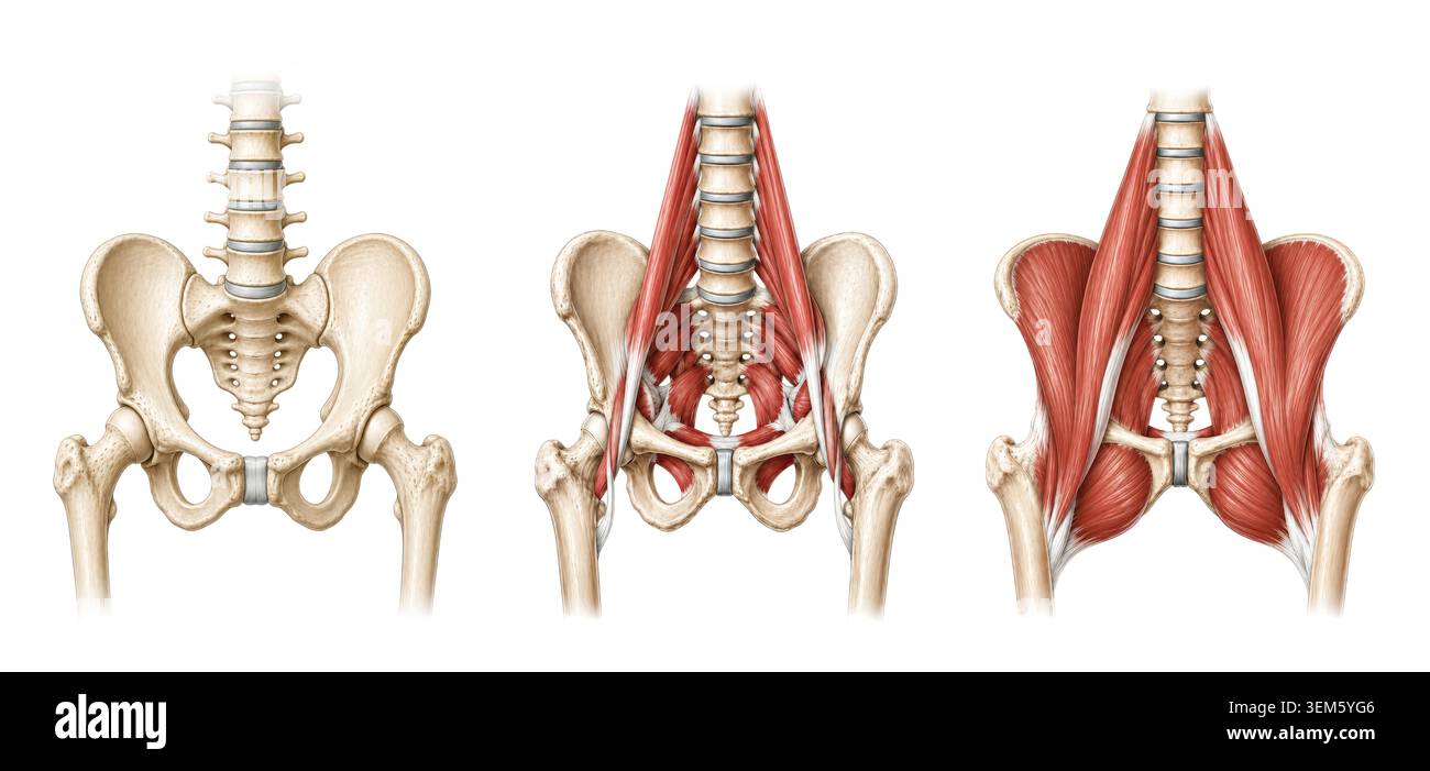 Detaillierte medizinische Illustration der menschlichen Beckenanatomie mit Skelettmuskulatur- und Gefäßsystemen mit Hüftknochen Lendenwirbelarterien Venen und Stockfoto