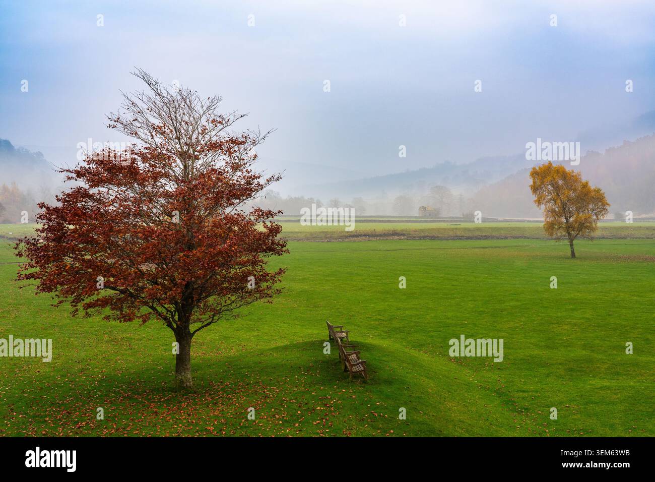 Zwei Herbstbäume auf einem nebeligen Wharfedale Valley grün mit Holzbänken neben einem rotblättrigen Baum und einer goldenen Birke dahinter Stockfoto