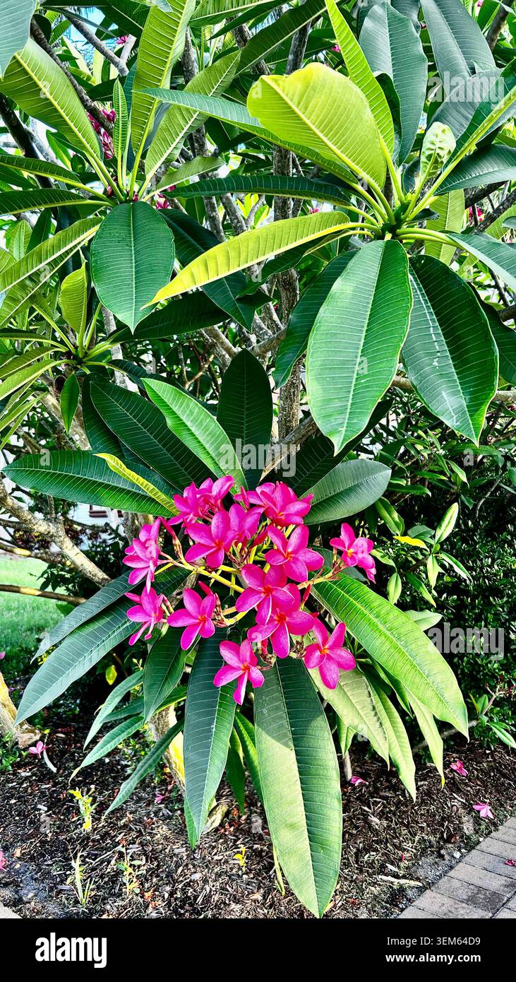 Eine lebendige Darstellung der natürlichen Schönheit Floridas mit farbenfrohen Wildblumen, die in üppigen grünen Landschaften blühen. Tropische Vegetation - Smartphone-aufgenommenes Stockfoto