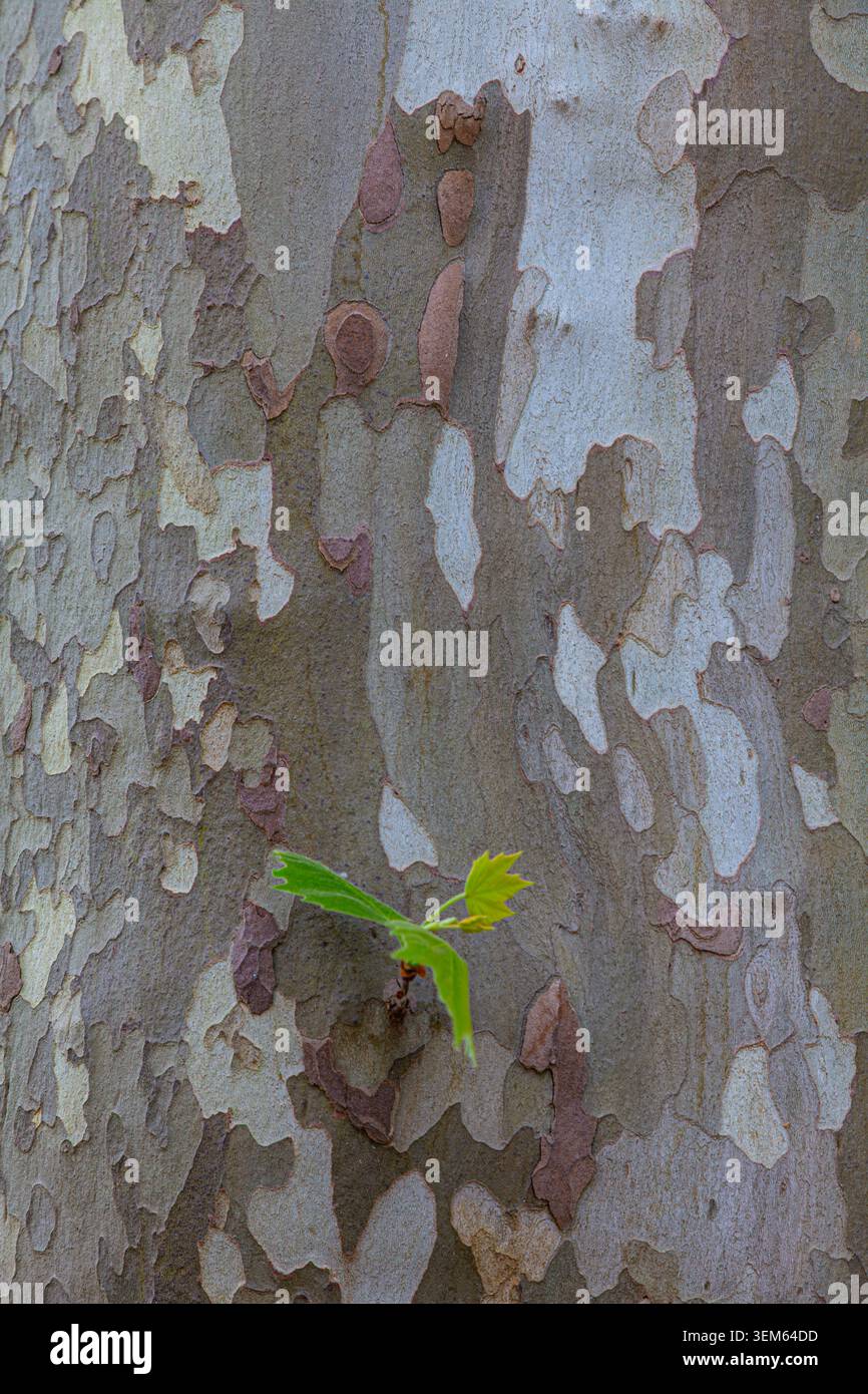 Abstraktes Bild der Plane Tree Rinde mit neuem Wachstum Stockfoto