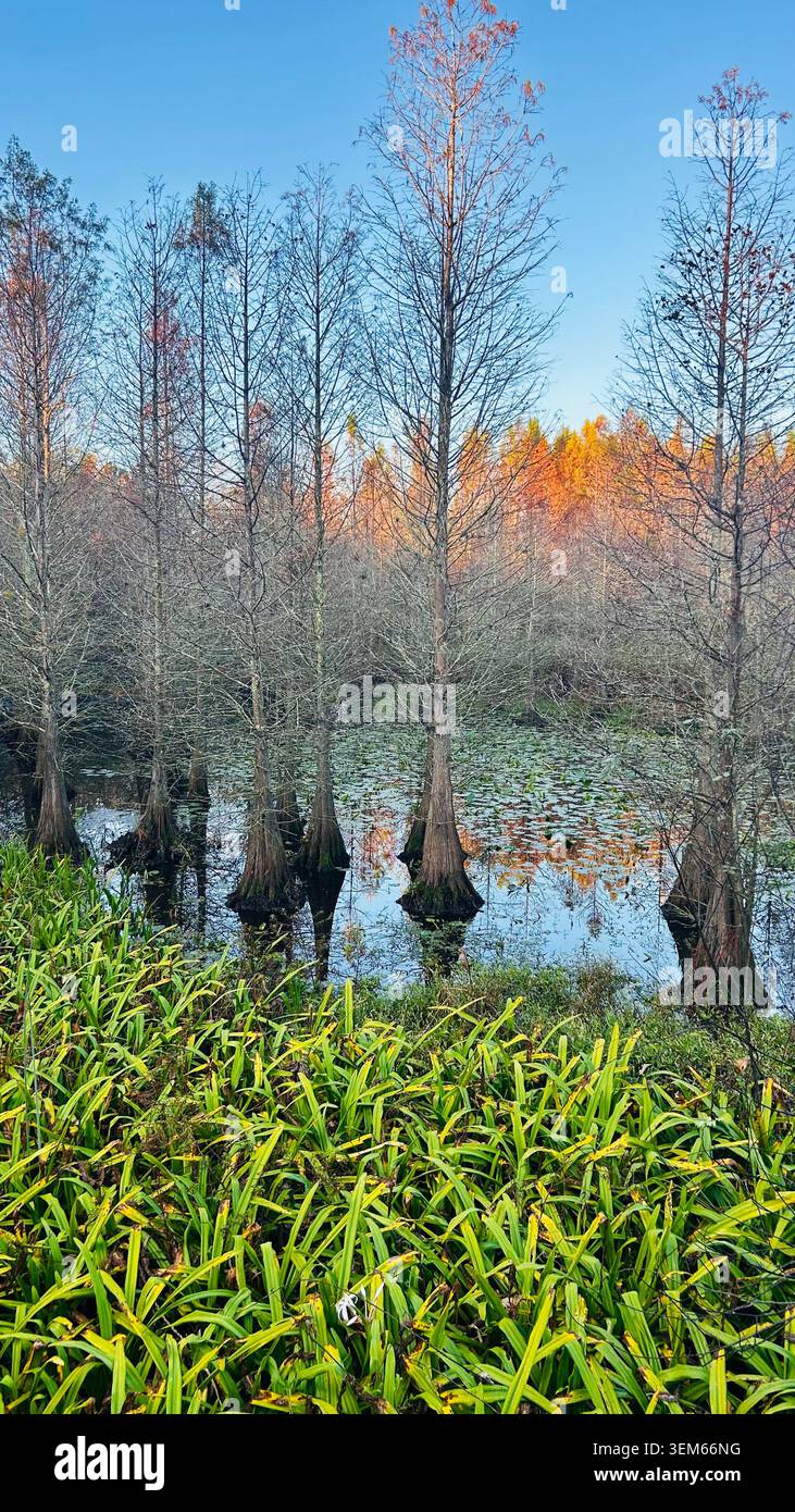 Ein wunderschöner Blick auf die Natur Floridas mit üppigem Grün, ruhigem Wasser und einem weiten offenen Himmel. Palmen und einheimische Vegetation bilden ein friedliches Land - Smartphone-aufgenommenes Stockfoto
