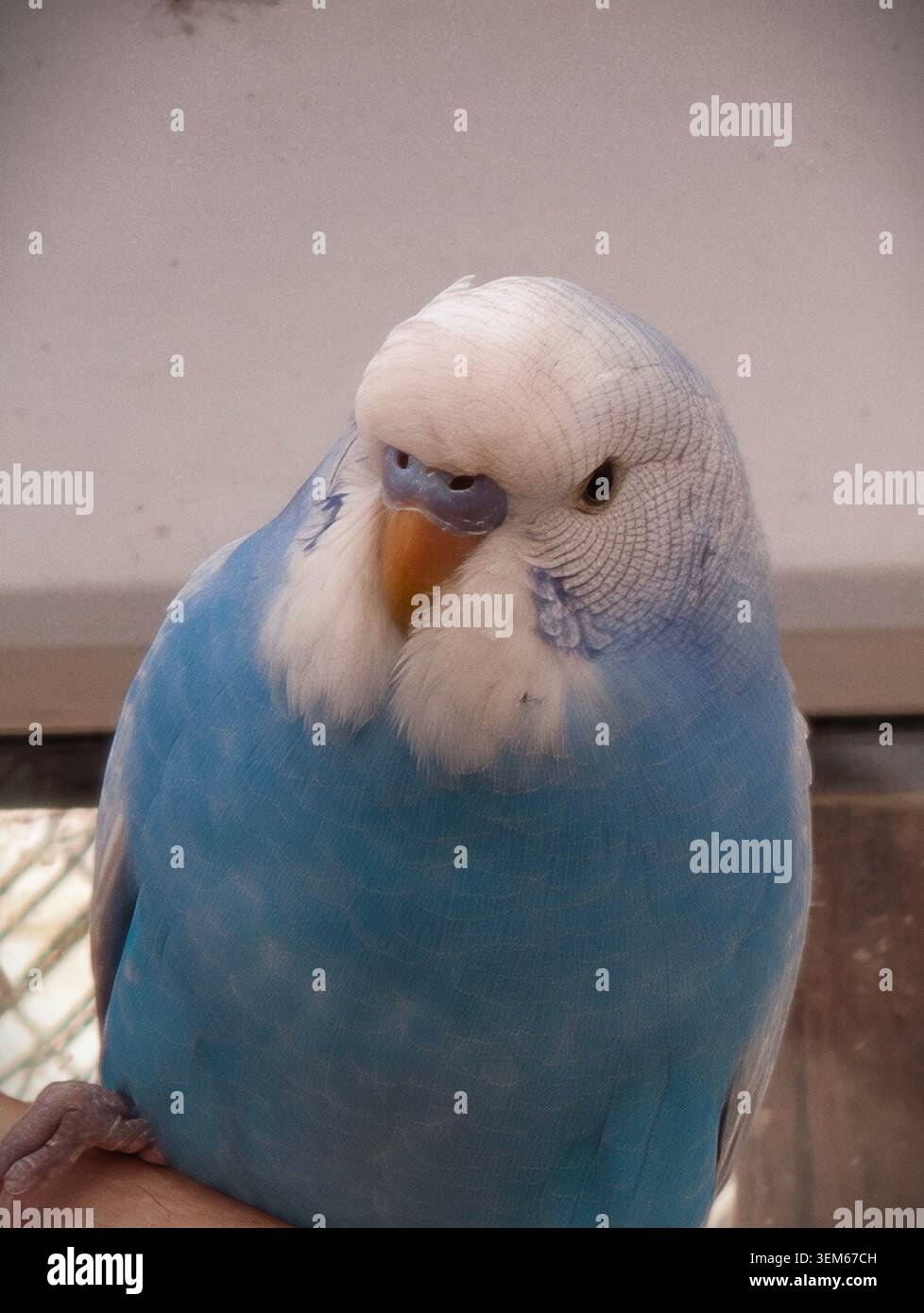Nahaufnahme eines blauen Wellensittiers, der einen abgerundeten Körper, weiche weiße Wangenfedern, eine helle Stirn und einen kleinen gekrümmten Schnabel zeigt. Weiche, diffuse Beleuchtung Stockfoto