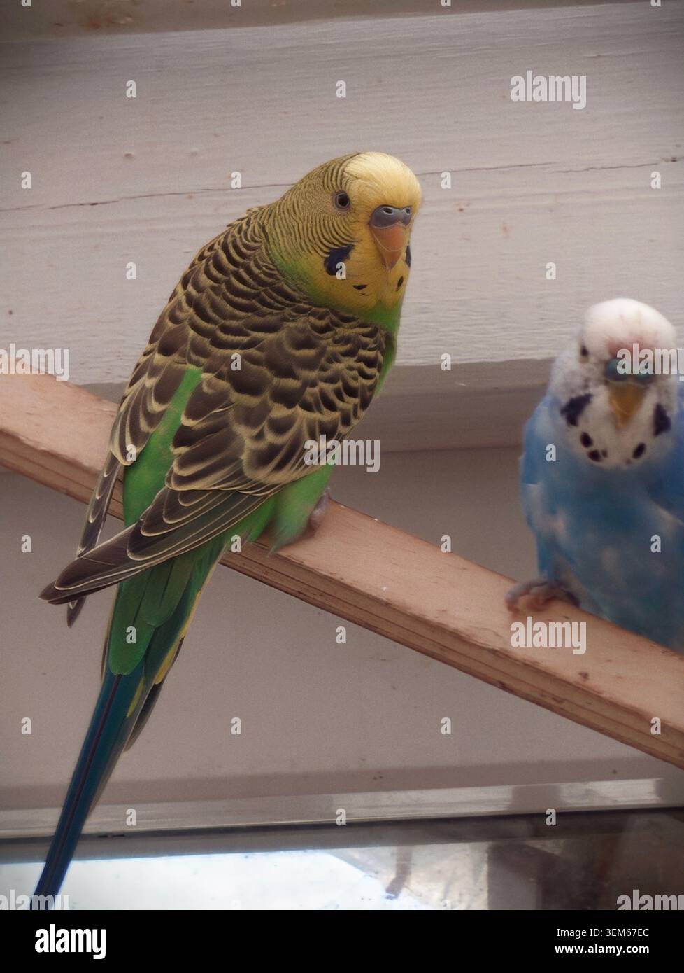 Nahaufnahme von zwei Wellensittichen, die auf einem Holzdübel vor einem blassen inneren Hintergrund sitzen. Vordergrundvogel zeigt grünes Körpergefieder mit Gelb Stockfoto