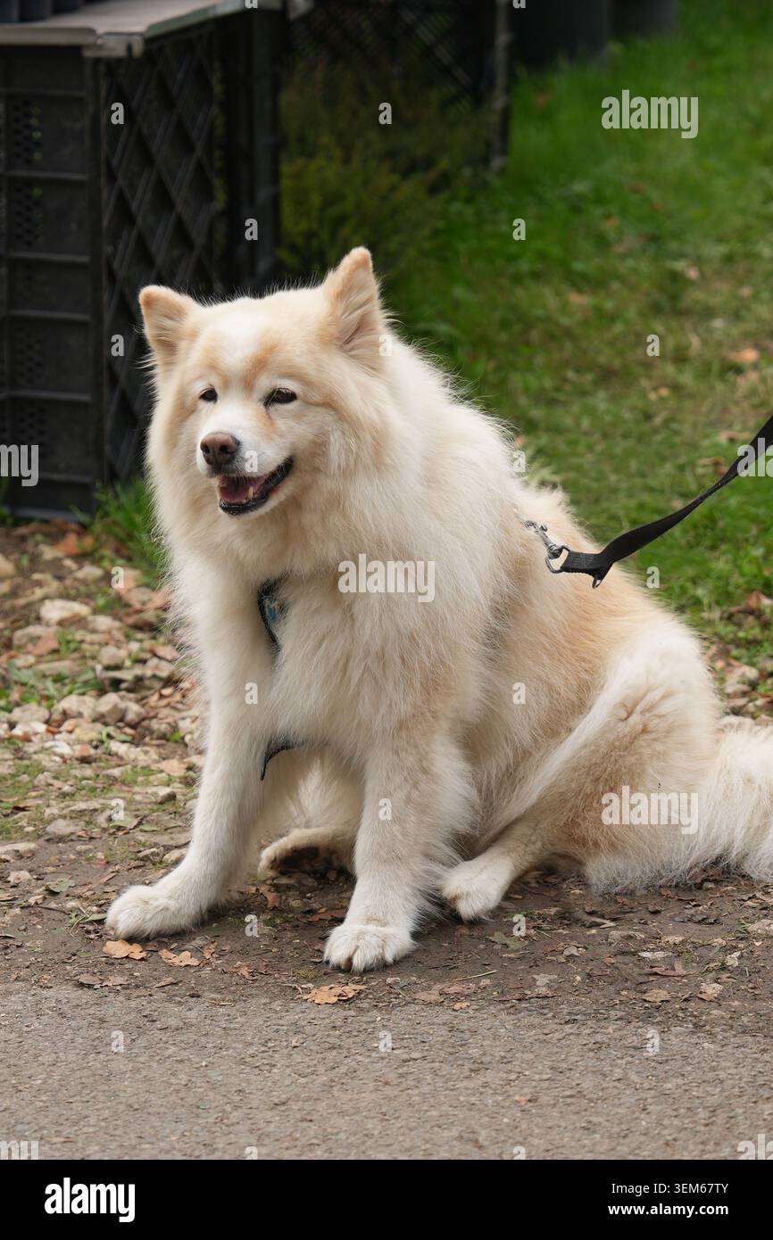 Porträt eines schönen flauschigen finnischen Lapphund-Hundes, der draußen an der Leine in Naturpark-Umgebung sitzt. Freundliche nordische Spitzrasse mit dicker Creme Stockfoto