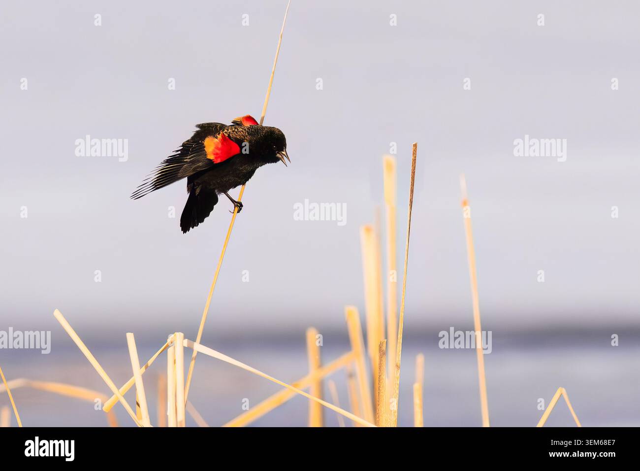 Ein Rotflügelbarsch singt und zeigt seine bunten Federn im Spätwinter, während er auf einem Katzenstängel von einem eisigen Teich thront. Stockfoto
