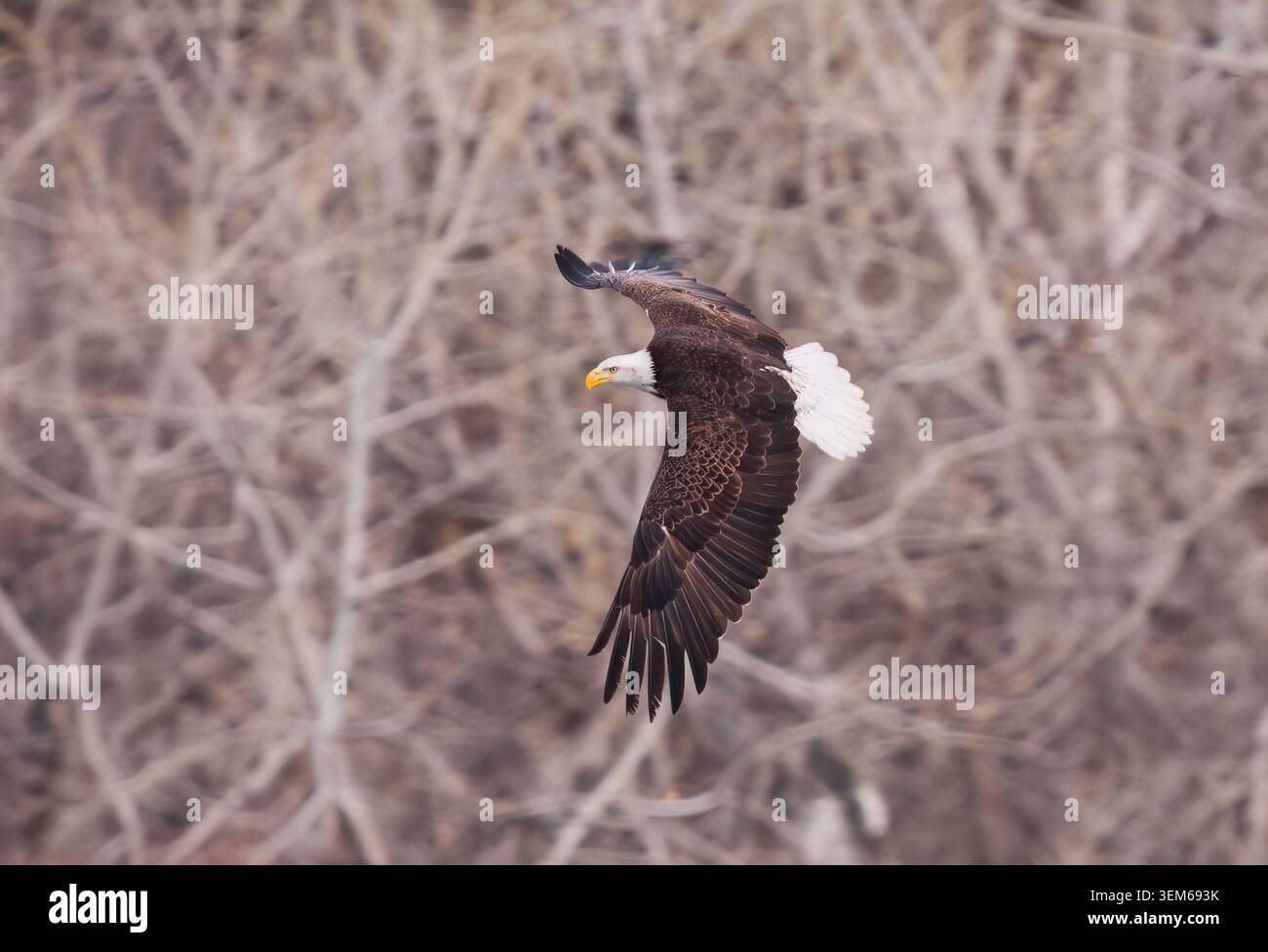 Ein wunderschöner Weißkopfseeadler, der sich im Flug dreht, mit seinen großen, ausgebreiteten Flügeln und aufgefächerten Schwanzfedern. Stockfoto