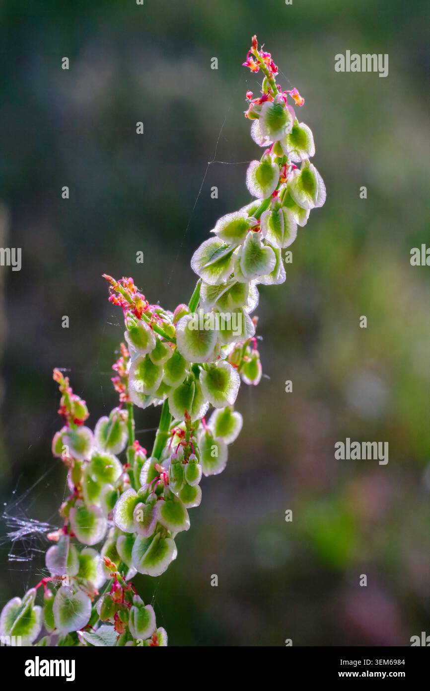 Sauerampfer (Rumex acetosa), eine mehrjährige britische Wildblume, die am Rande der Straße wächst, London, Großbritannien Stockfoto