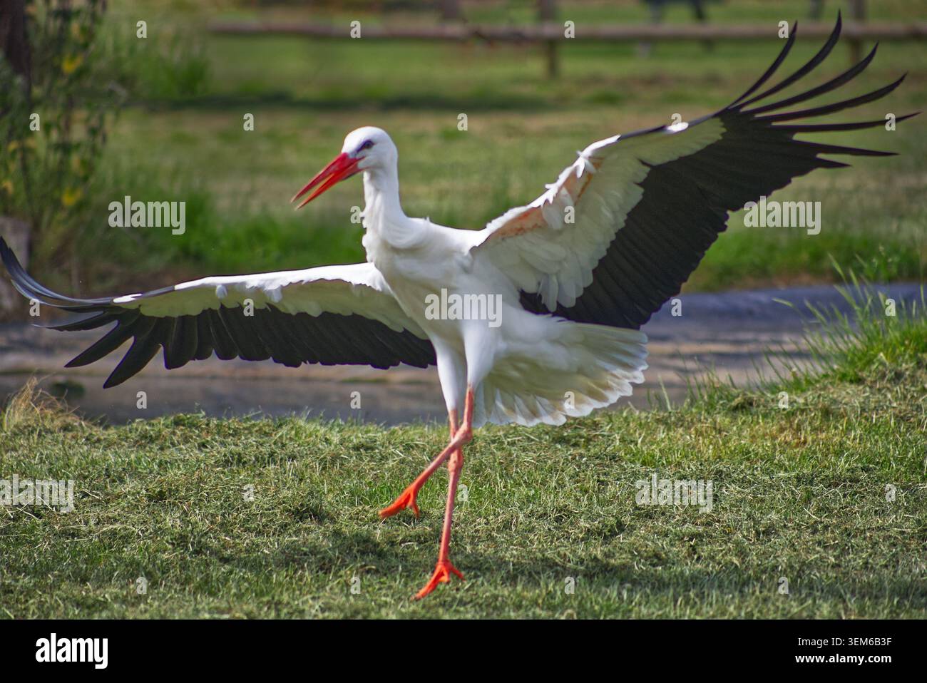 Ein Weißstorch, Ciconia ciconia, der seine Flügel im Wildpark ausbreitet. Es ist ein großer Watvogel mit markantem weißem Gefieder und schwarzen Flügelfedern Stockfoto